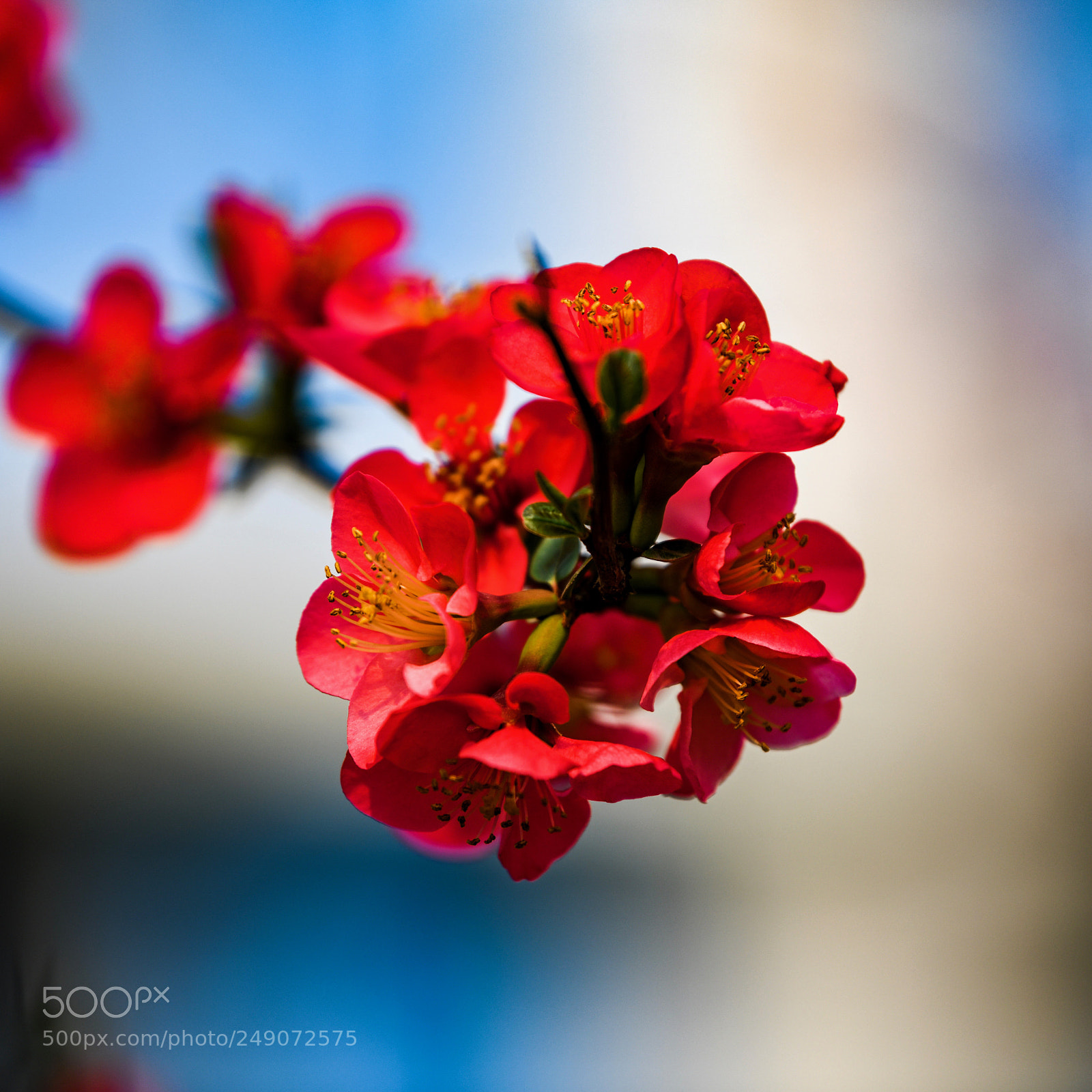 Nikon D850 sample photo. Spring flower photography