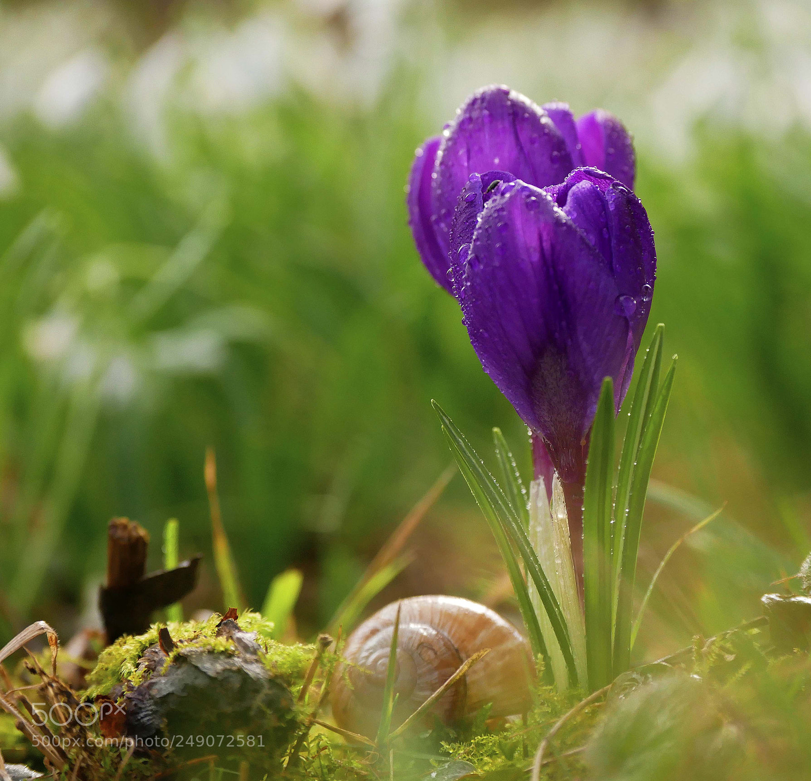 Panasonic DMC-G81 sample photo. ..the awakening.. photography