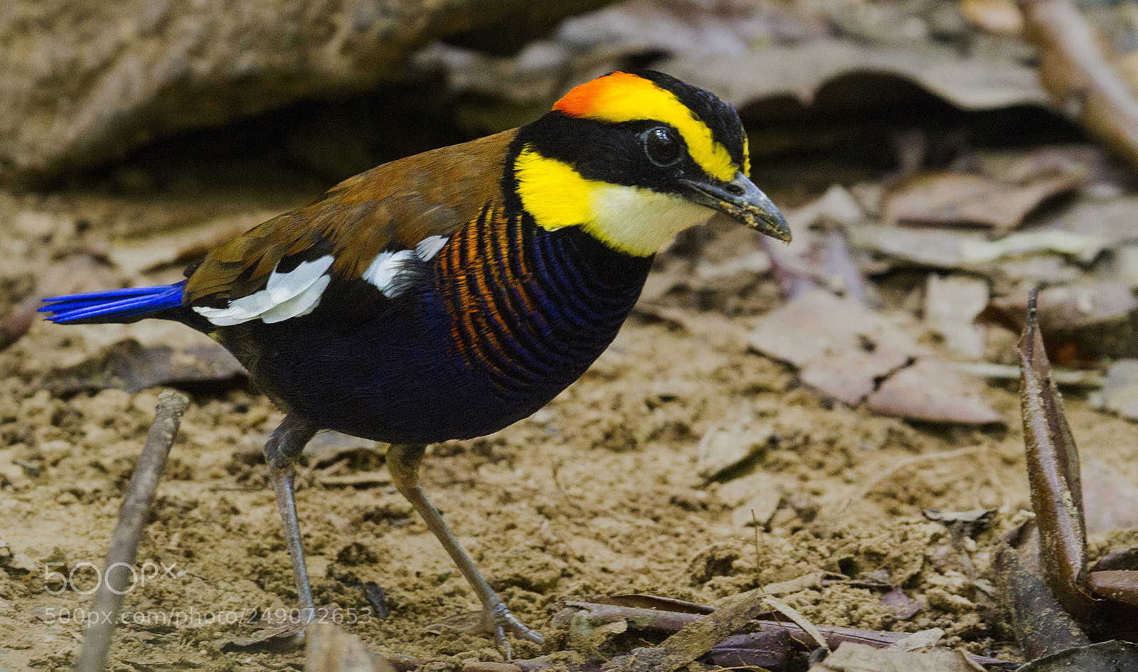 Canon EOS 7D sample photo. Malayan banded pitta in photography