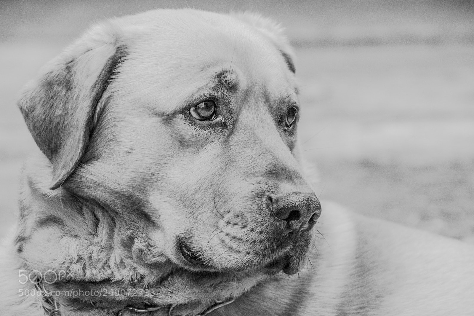 Nikon D7100 sample photo. Simba 12.3.2018 photography