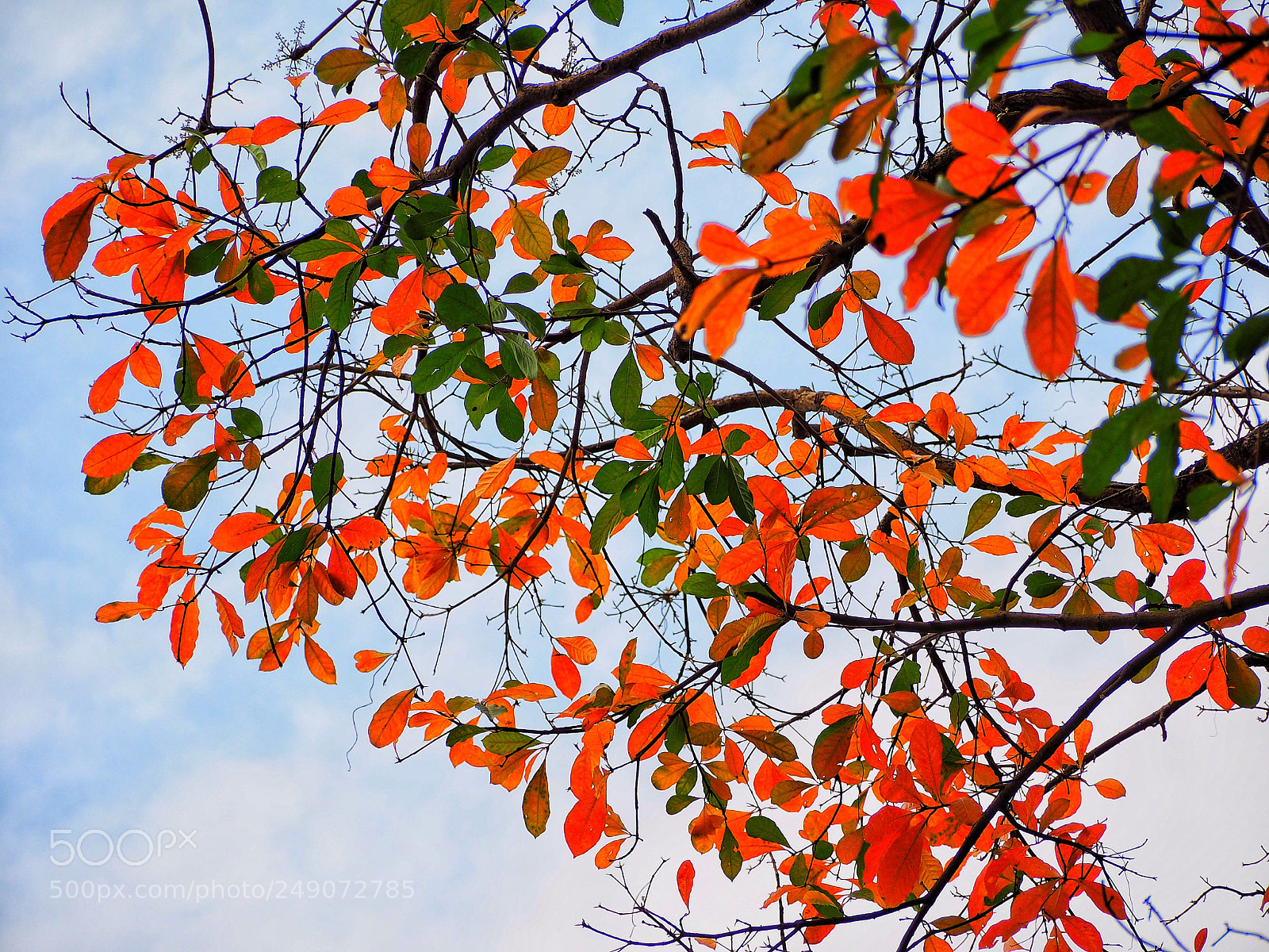 Olympus OM-D E-M1 sample photo. Untitled photography