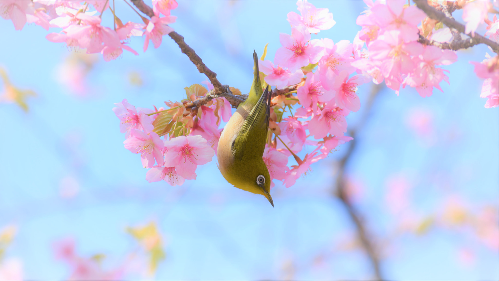 Nikon D5300 sample photo. Sakura and the happiness of spring day photography