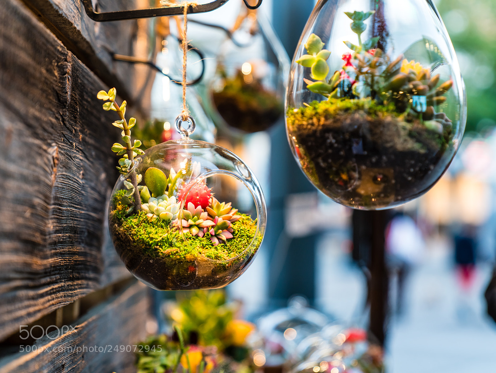 Sony a7R III sample photo. Glass hanging planter photography