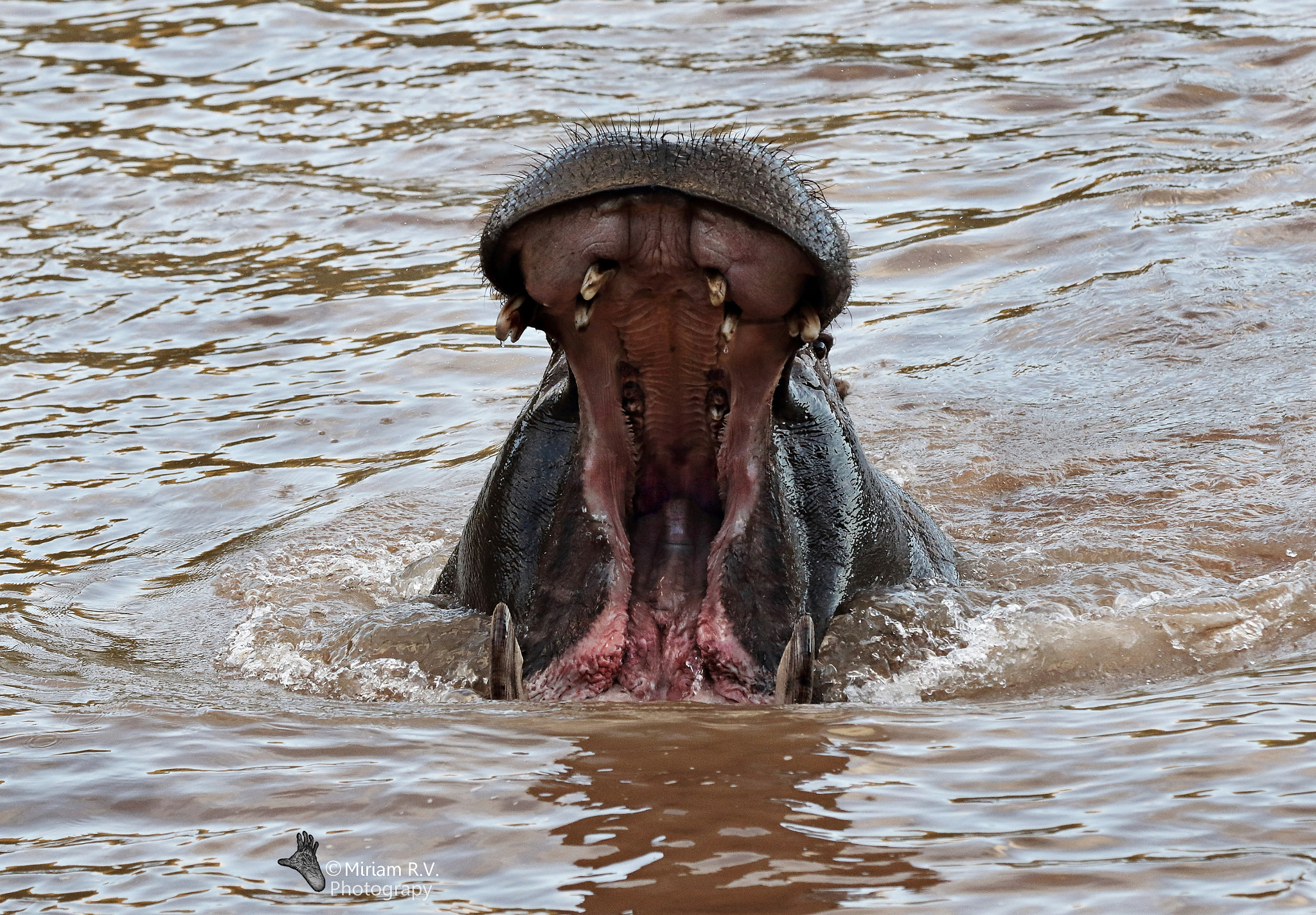 Canon EOS 7D Mark II sample photo. Dentist's review photography