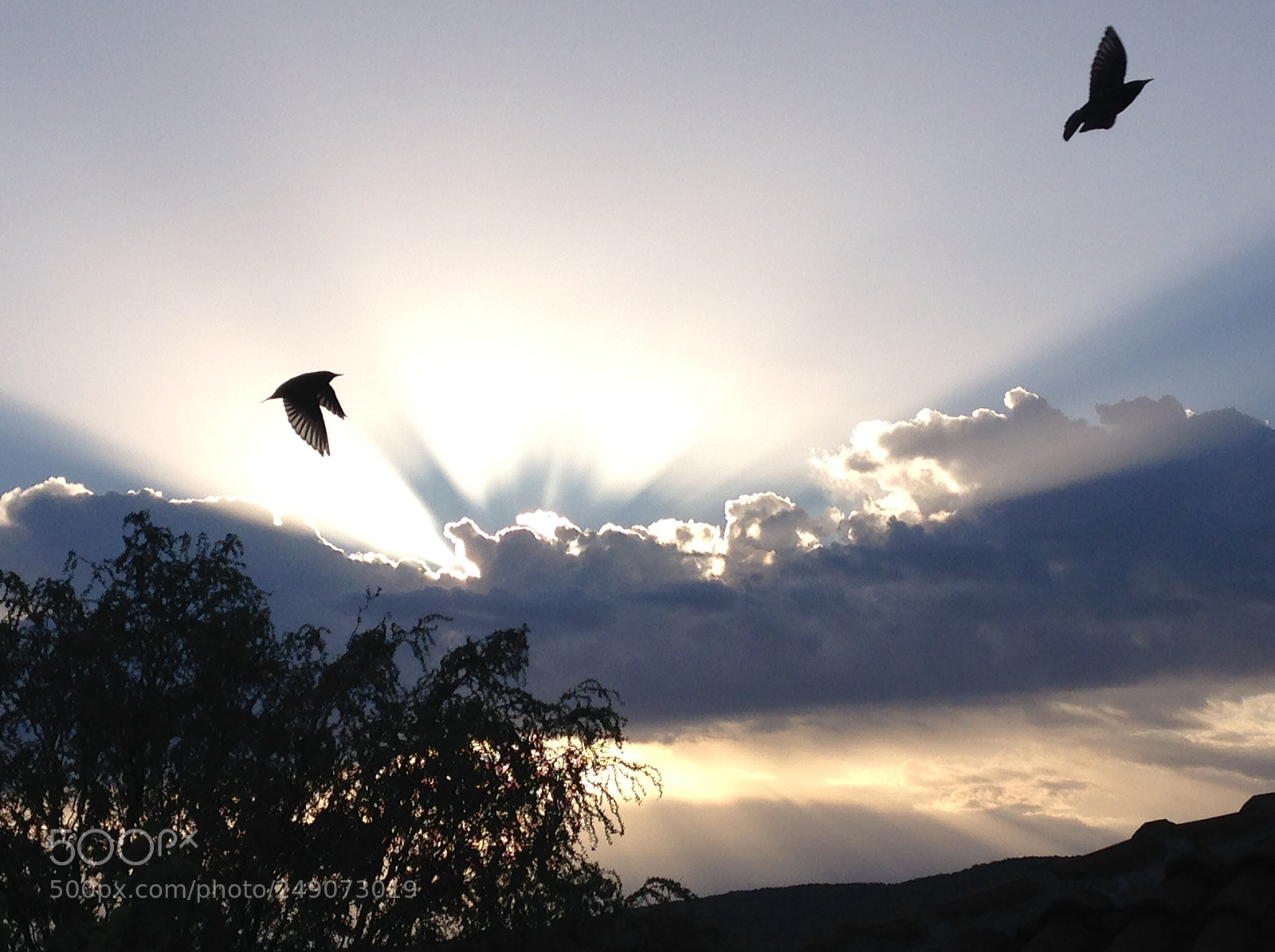 Apple iPhone 5 sample photo. Flight of the starlings photography