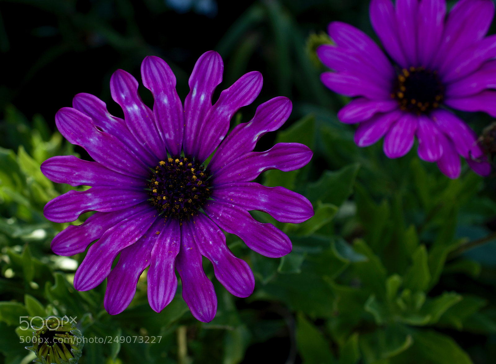 Nikon D5200 sample photo. Love photography