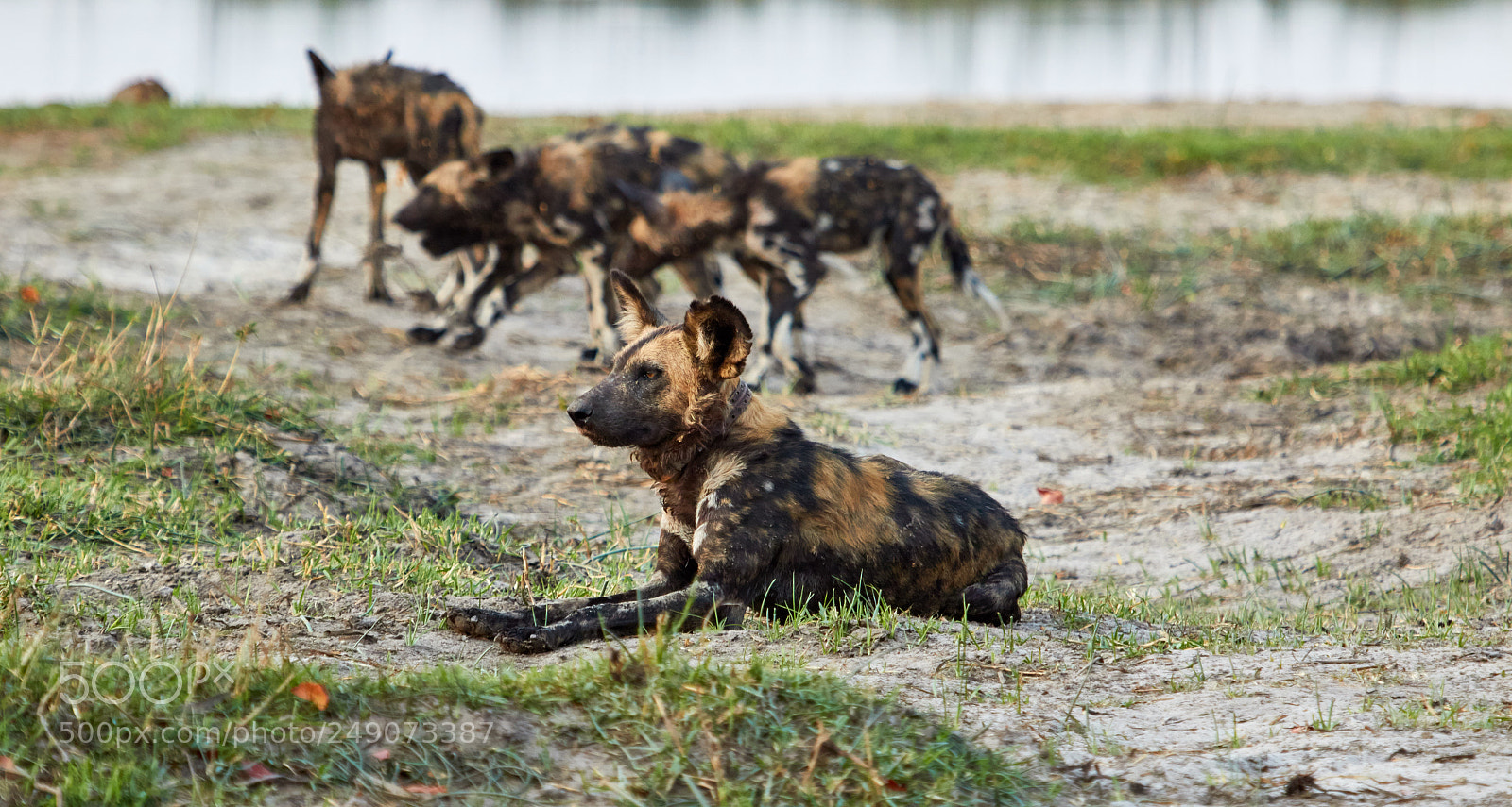 Canon EOS 7D Mark II sample photo. Pack of wild dogs photography