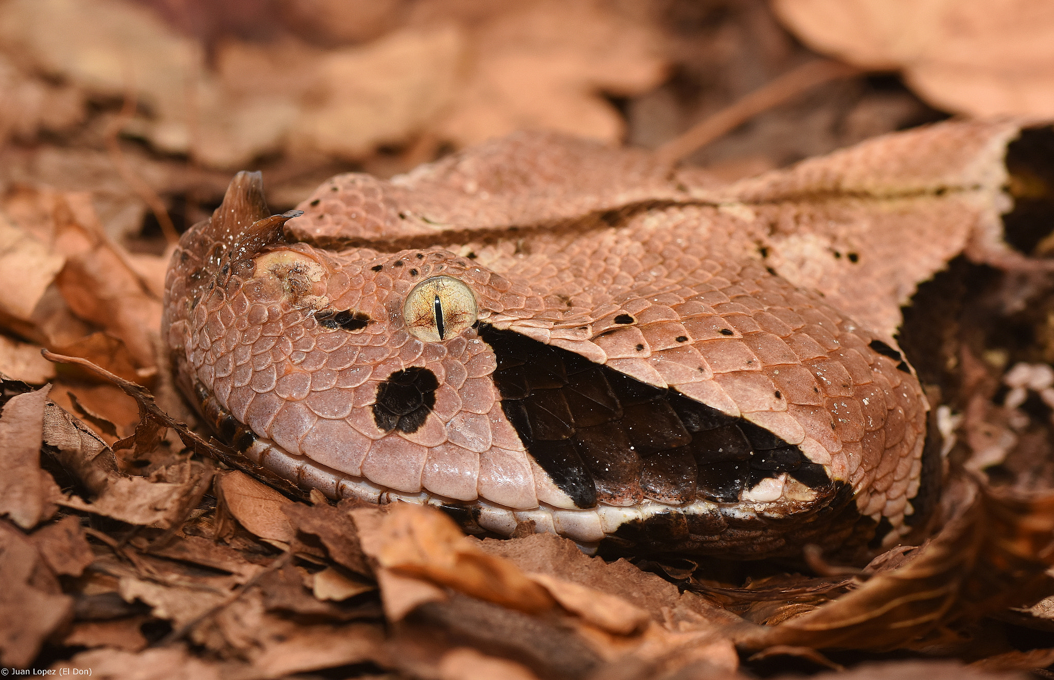 Nikon D7200 + Sigma 105mm F2.8 EX DG OS HSM sample photo. Snake..dangerous and good camouflage..!! photography