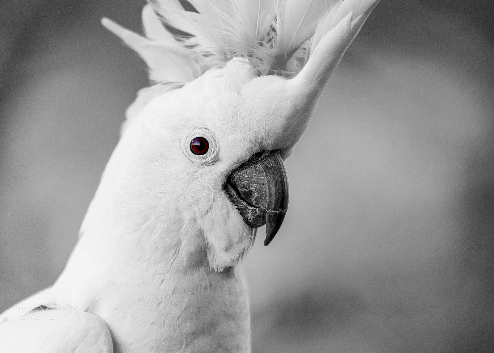 Canon EOS-1D C sample photo. Sulphur crested cockatoo photography