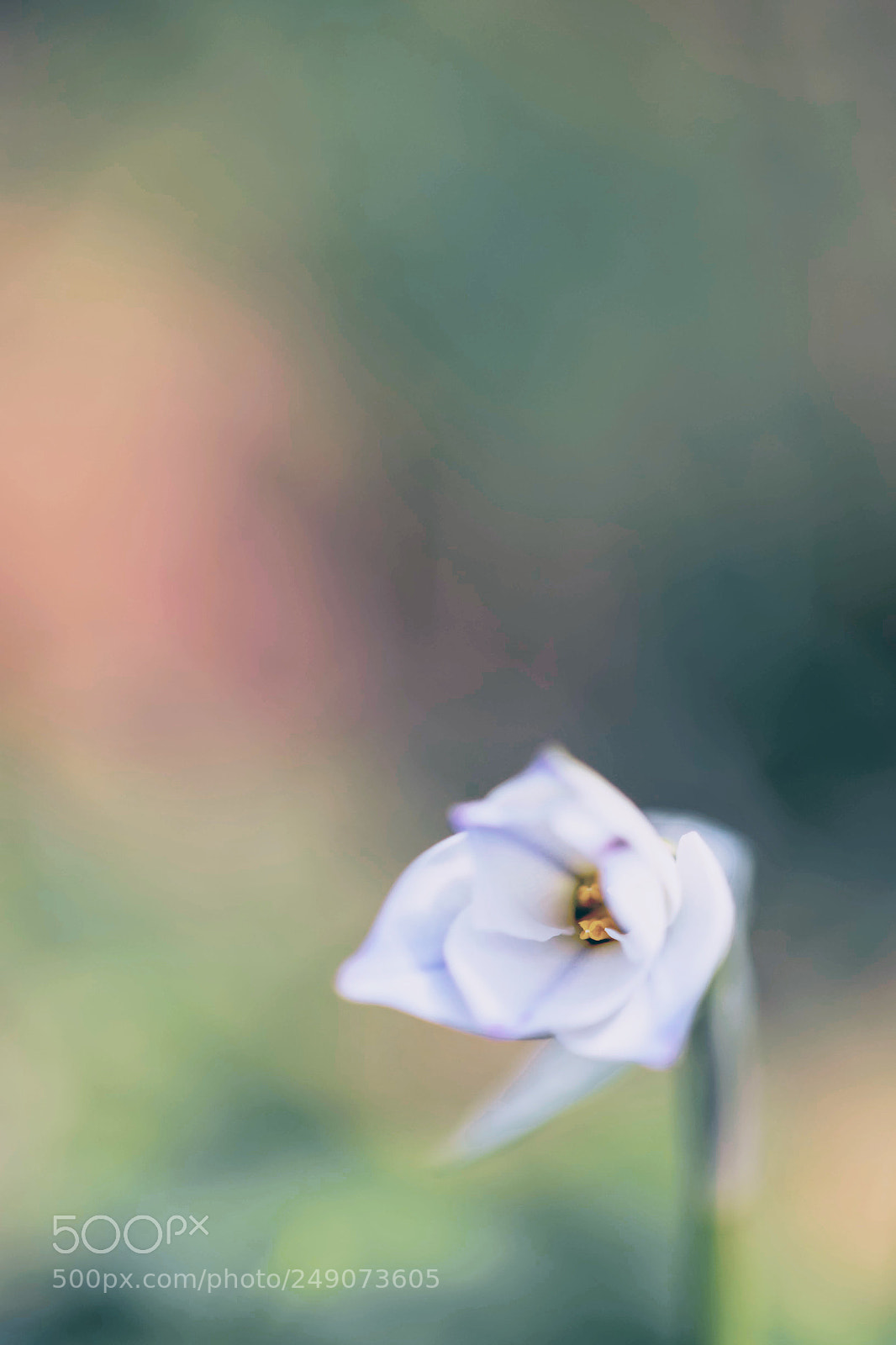 Nikon D7200 sample photo. 春の野に咲く photography