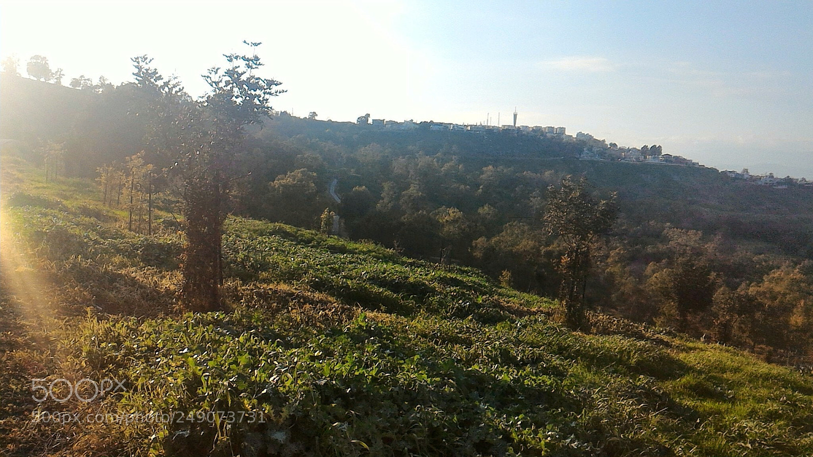 ASUS ZenFone 2 (ZE551ML) sample photo. Forest photography