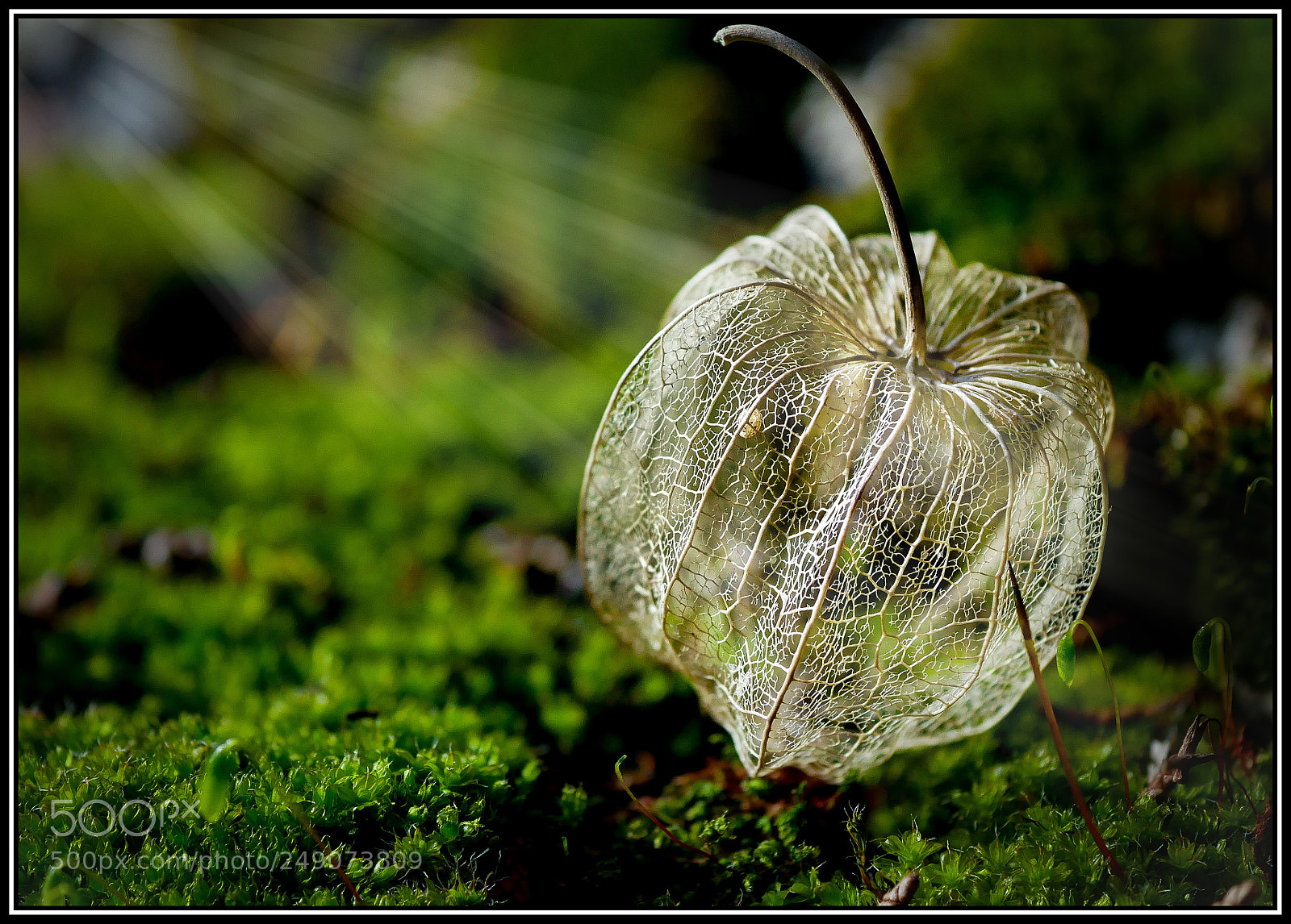 Panasonic Lumix DMC-GX85 (Lumix DMC-GX80 / Lumix DMC-GX7 Mark II) sample photo. Amour en cage photography