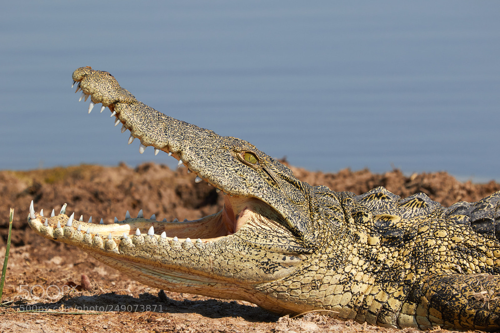 Canon EOS 7D Mark II sample photo. Crocodile photography