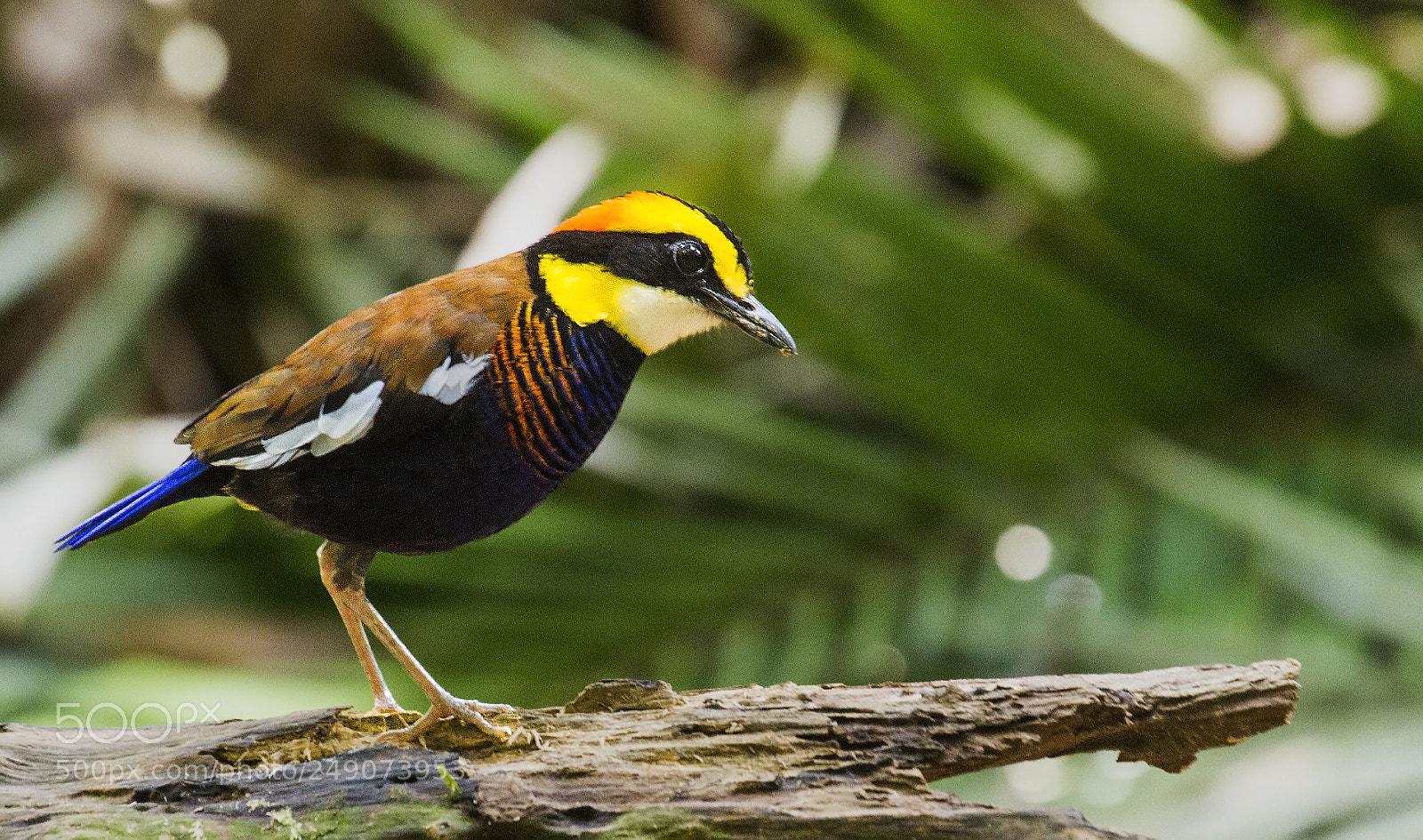Canon EOS 7D sample photo. Malayan banded pitta in photography