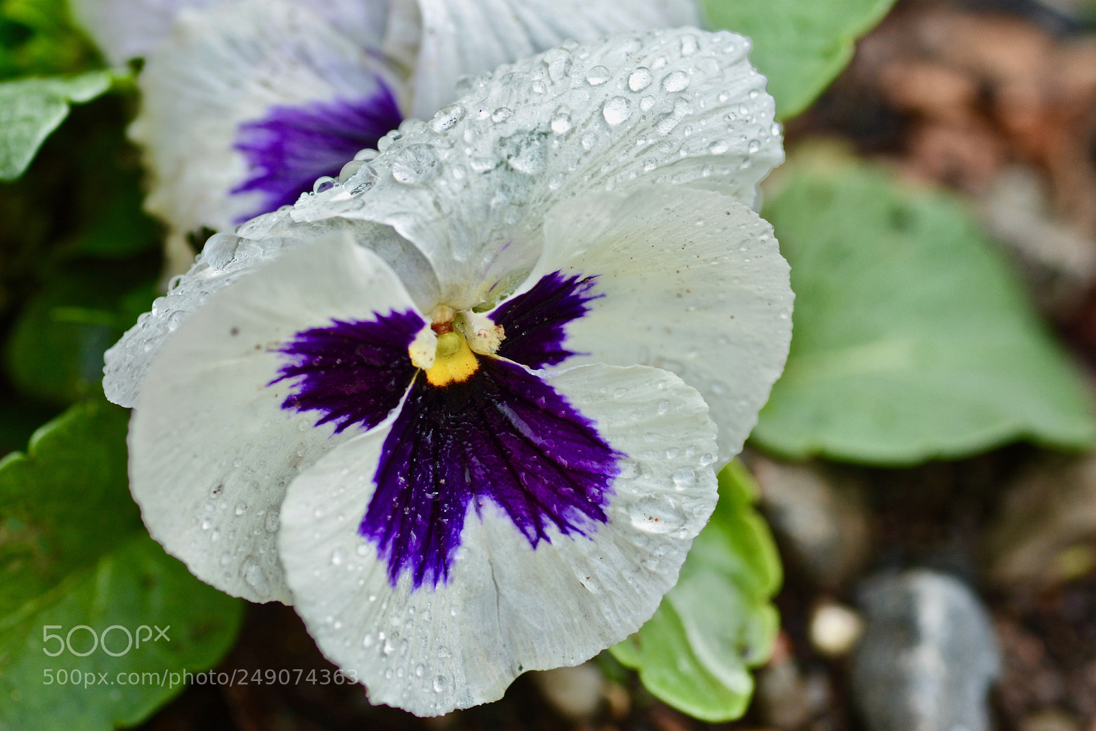 Nikon D7100 sample photo. Pansy after the rain photography