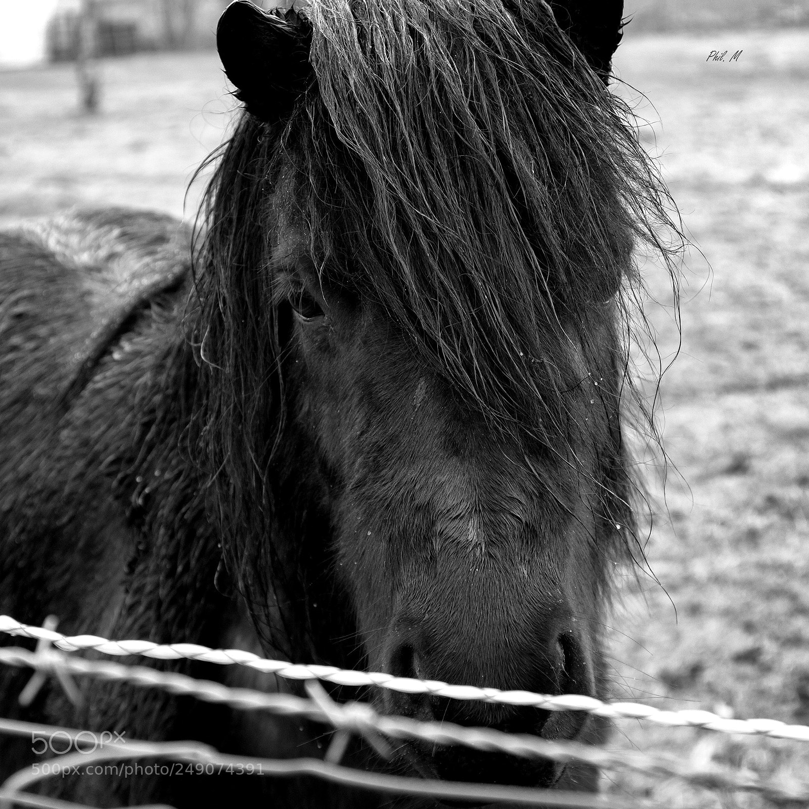 Canon EOS 1200D (EOS Rebel T5 / EOS Kiss X70 / EOS Hi) sample photo. Le poney photography