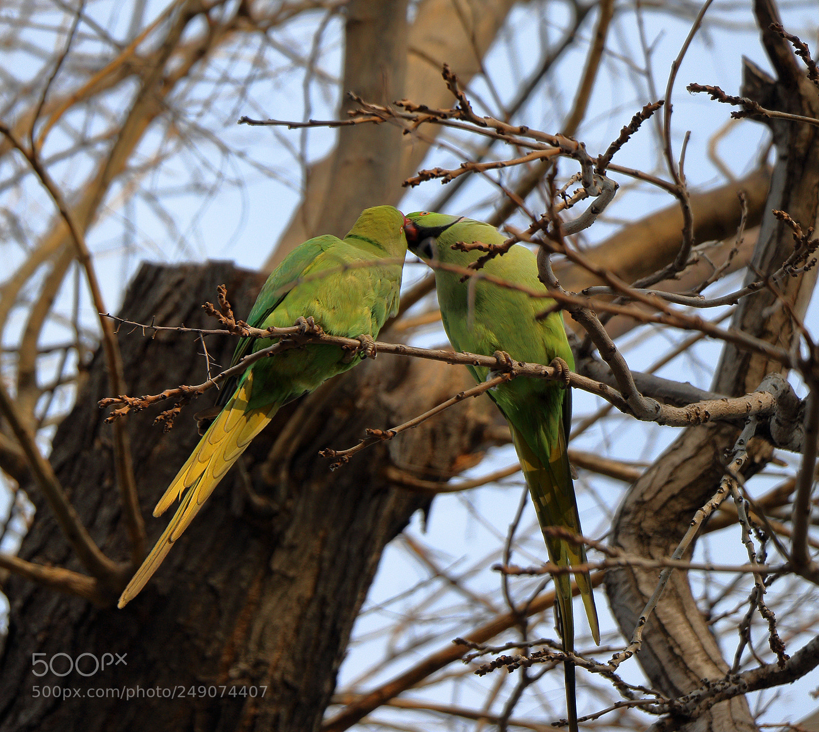Canon EOS 80D sample photo. Bird kiss photography