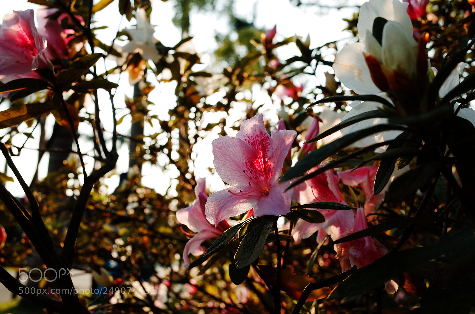 Ricoh GR sample photo. R photography