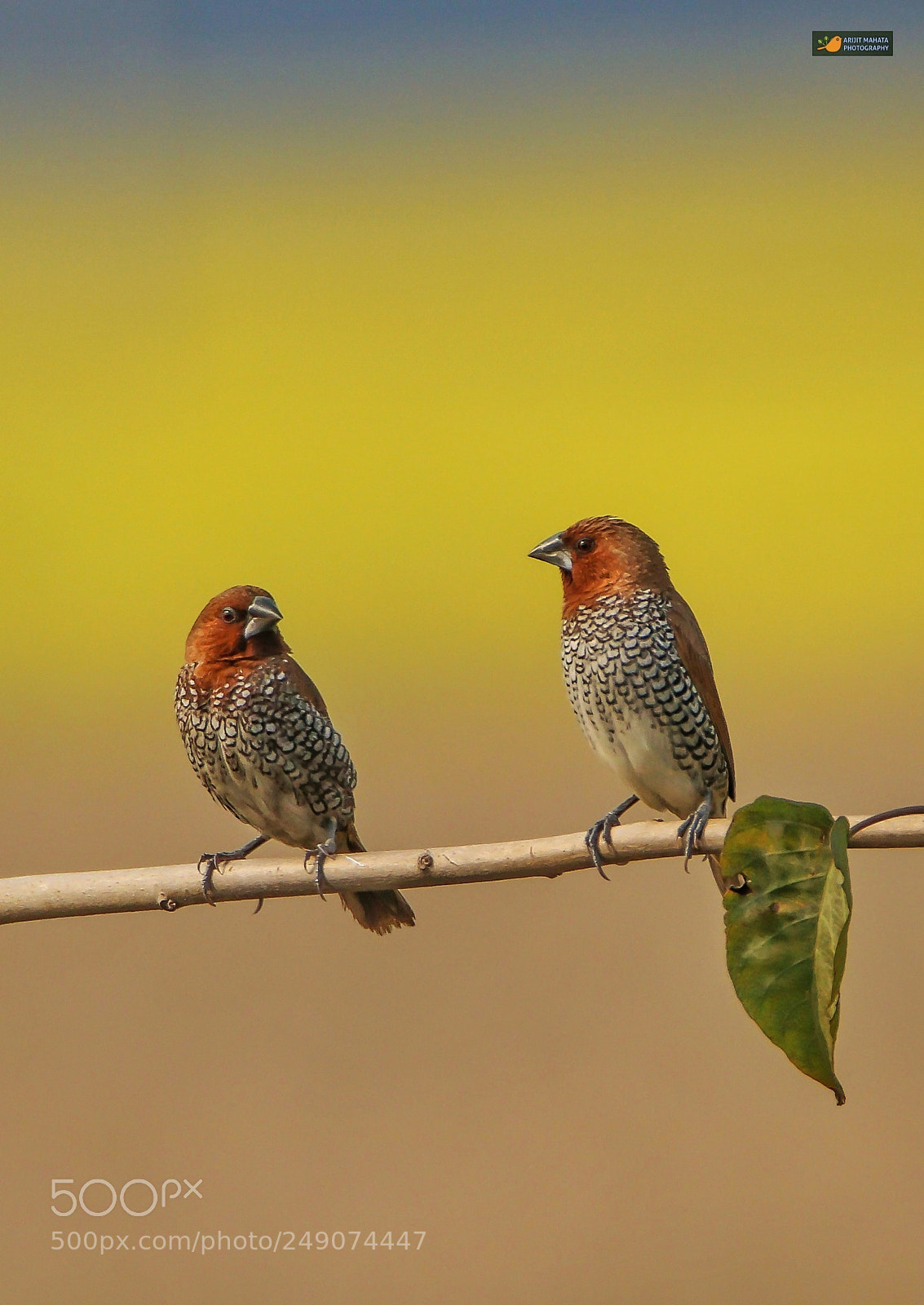 Canon EOS 760D (EOS Rebel T6s / EOS 8000D) sample photo. Scaly breasted munia....... photography