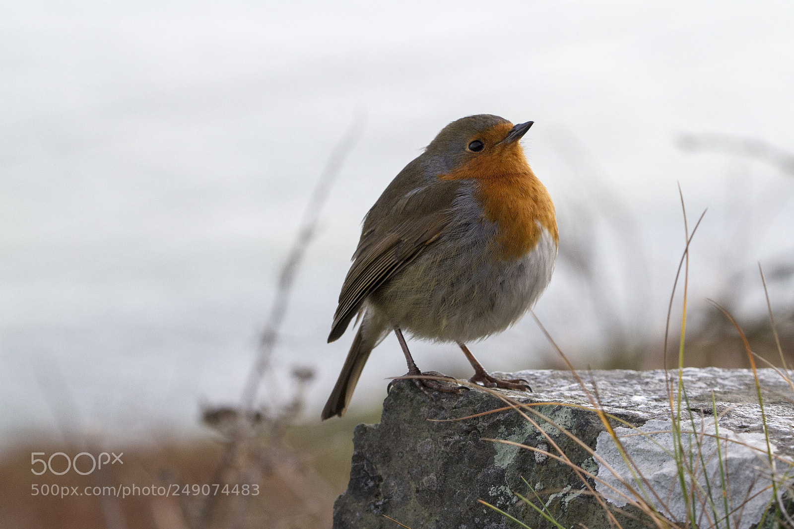 Canon EOS 7D sample photo. Robin photography