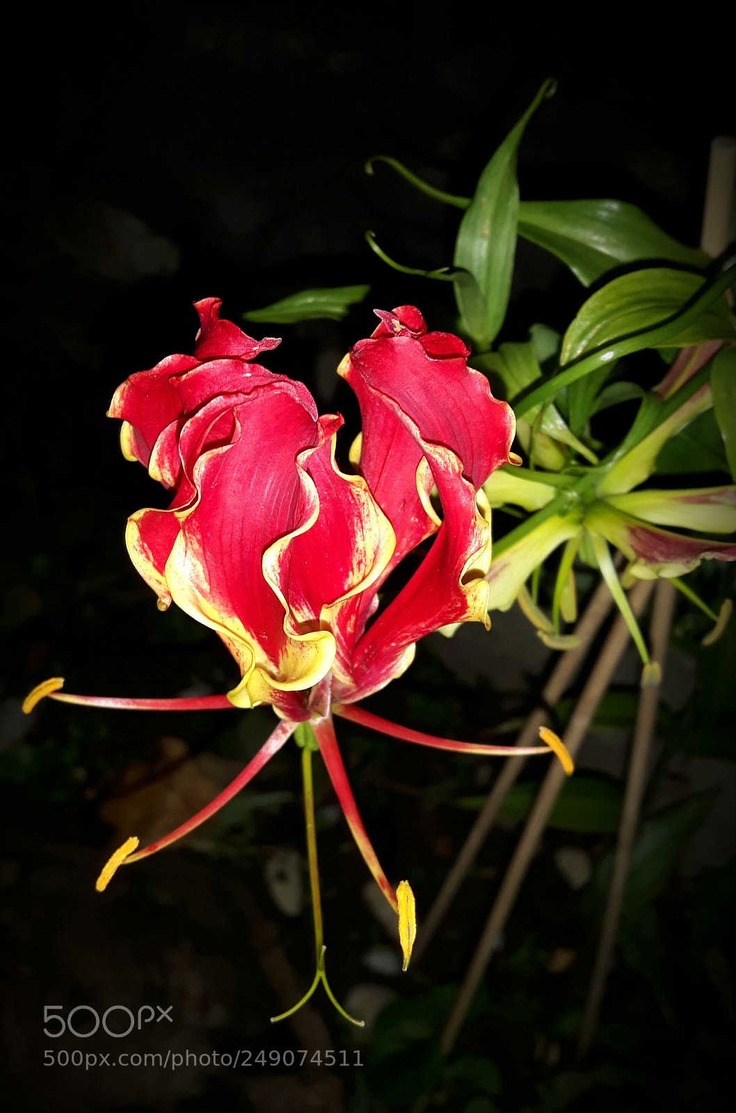 Samsung Galaxy S5 Neo sample photo. Wonderful flower photography