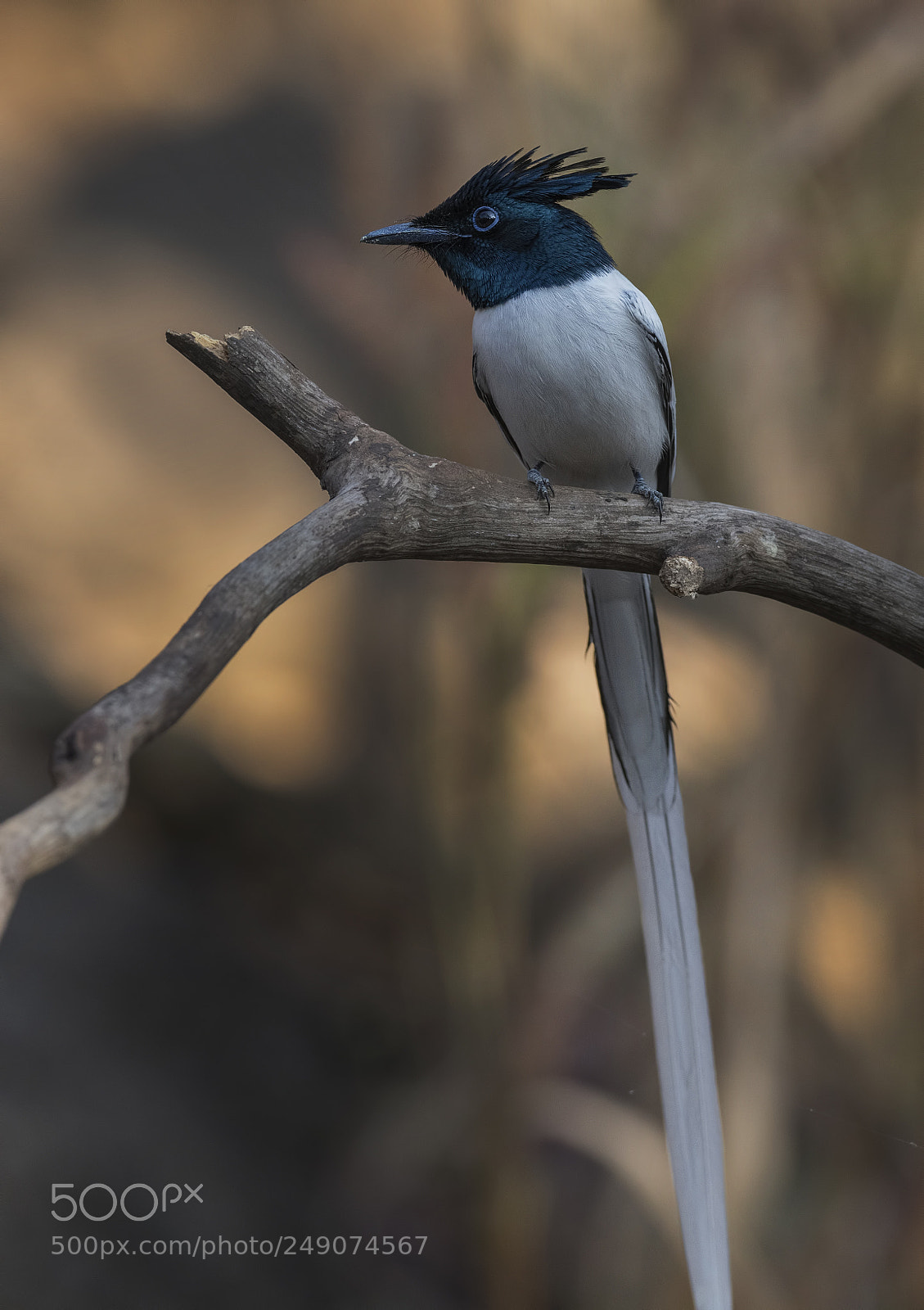 Nikon D500 sample photo. Indian paradise flycatcher male photography