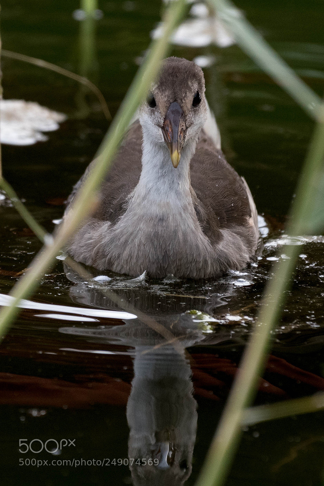 Nikon D500 sample photo. Shameful photography
