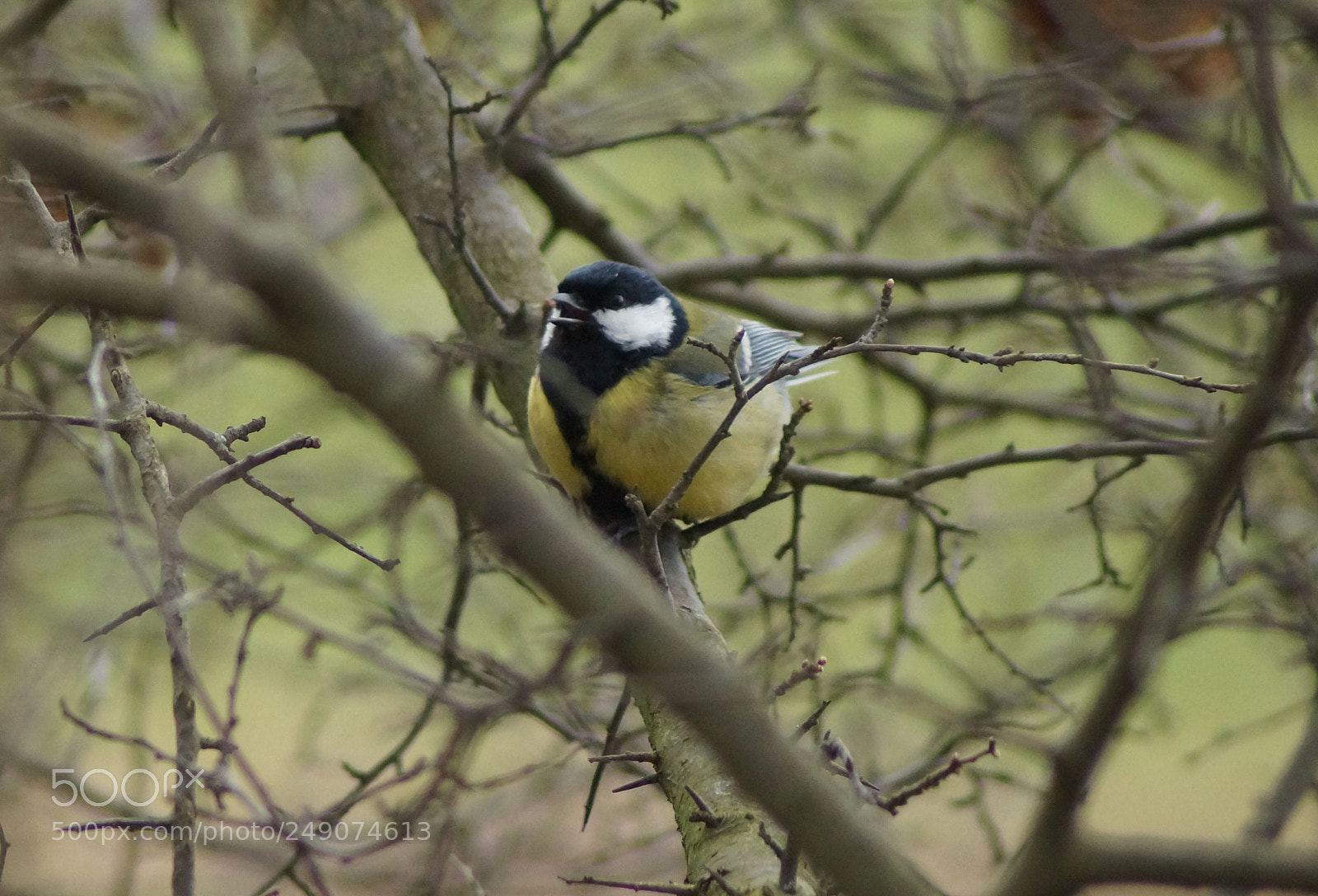 Sony SLT-A37 sample photo. Bird photography