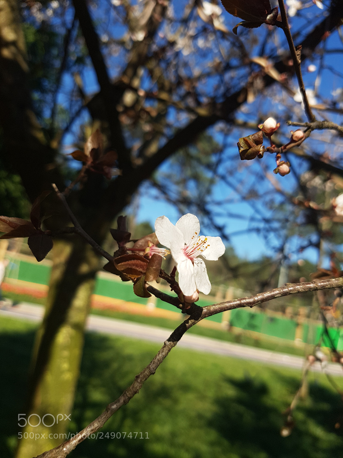 Samsung Galaxy S7 Edge sample photo. Spring is coming photography