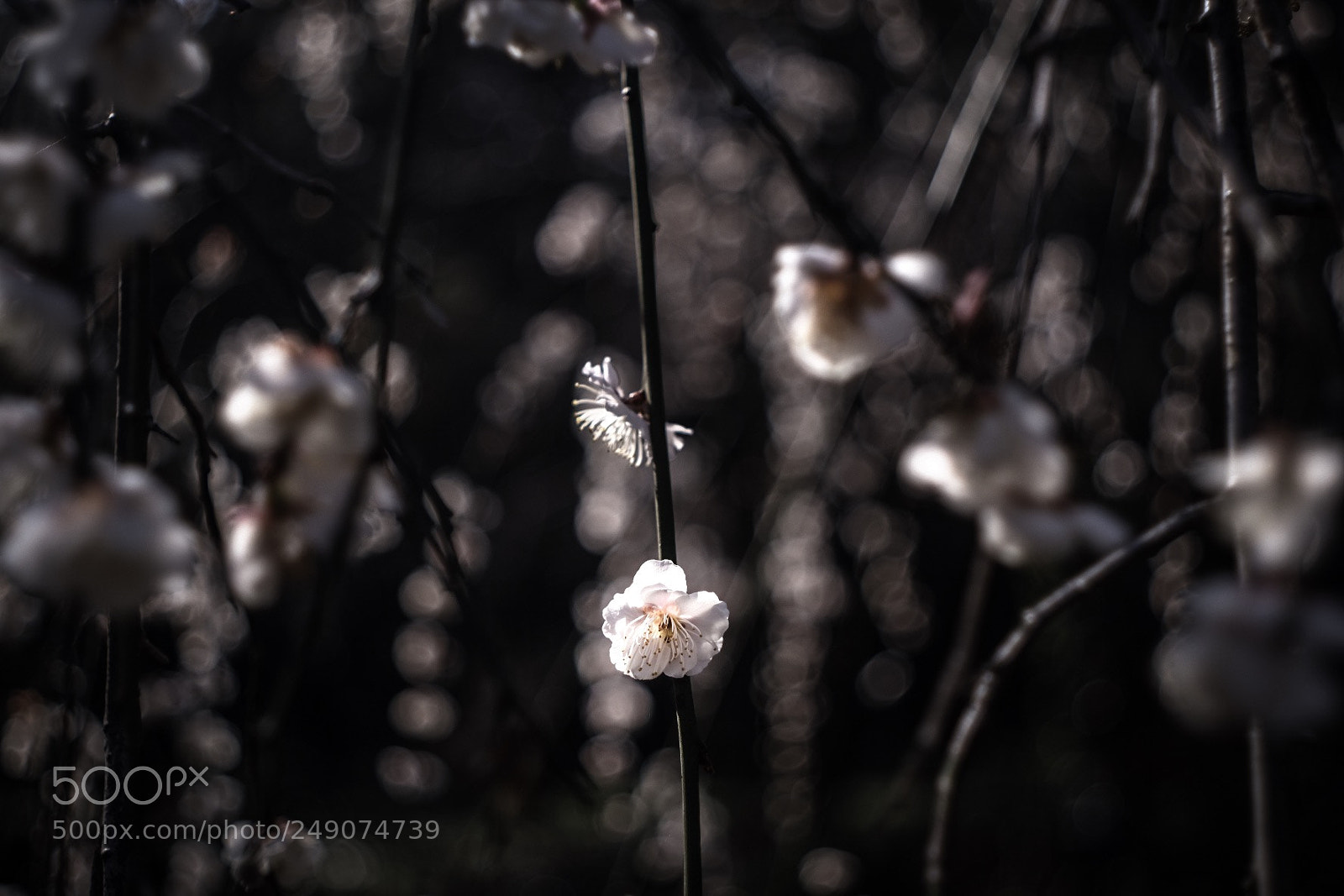 Fujifilm X-T20 sample photo. Spot light photography