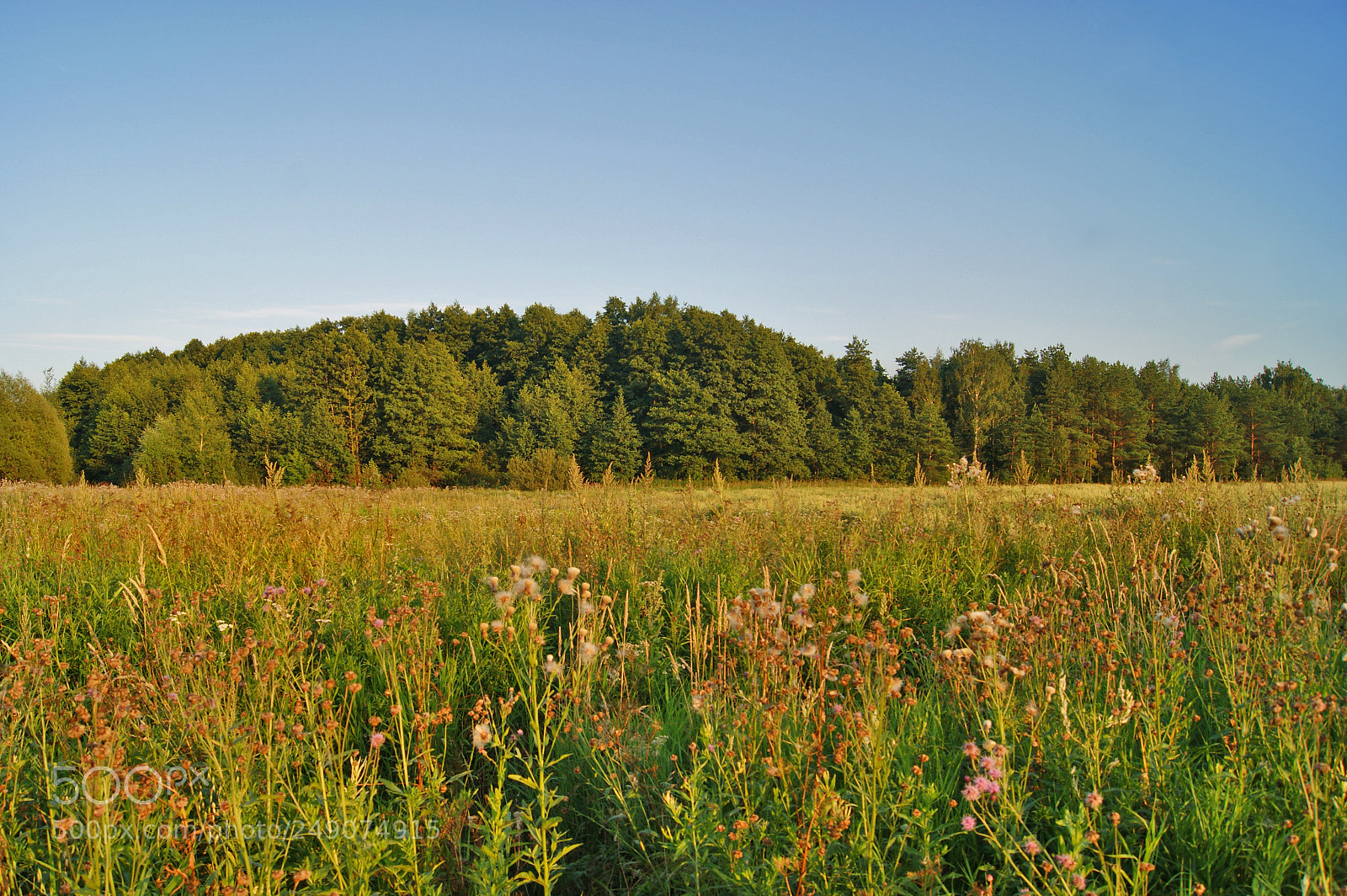 Sony Alpha DSLR-A290 sample photo. Serenity photography