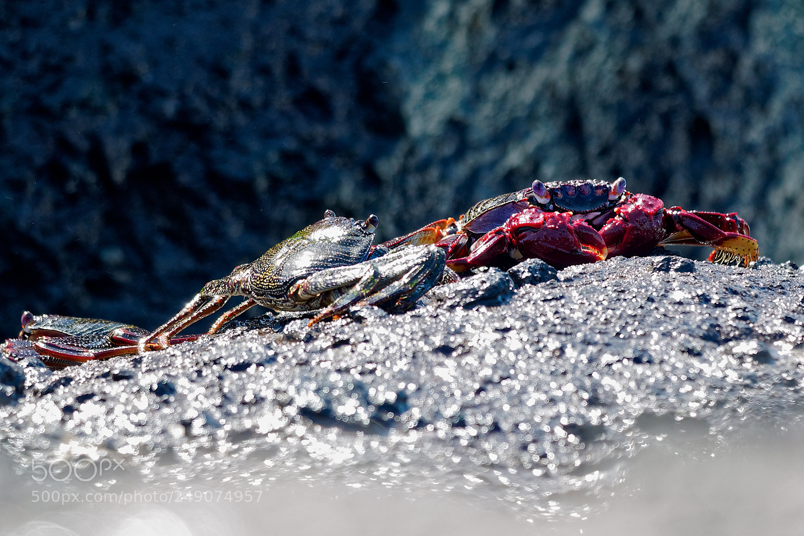 Olympus OM-D E-M1 sample photo. Ocean animals photography