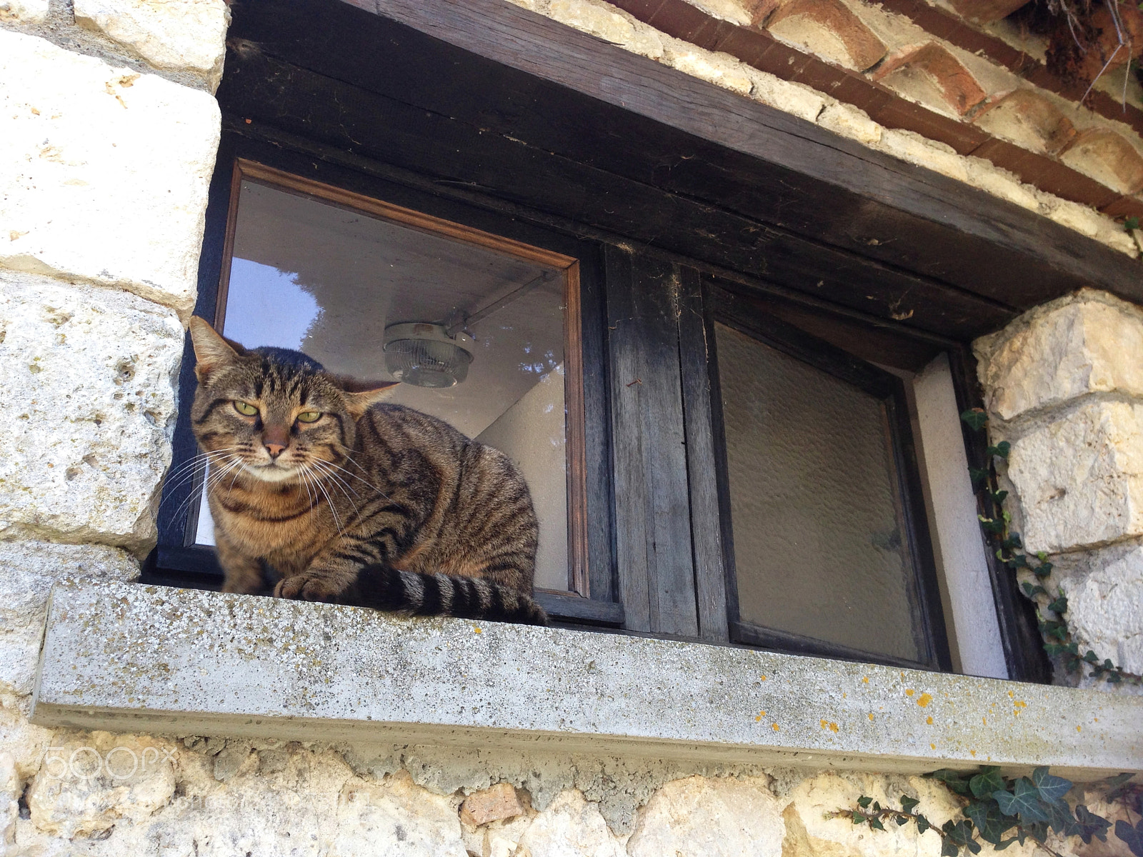 Apple iPhone 5 sample photo. Cat photography