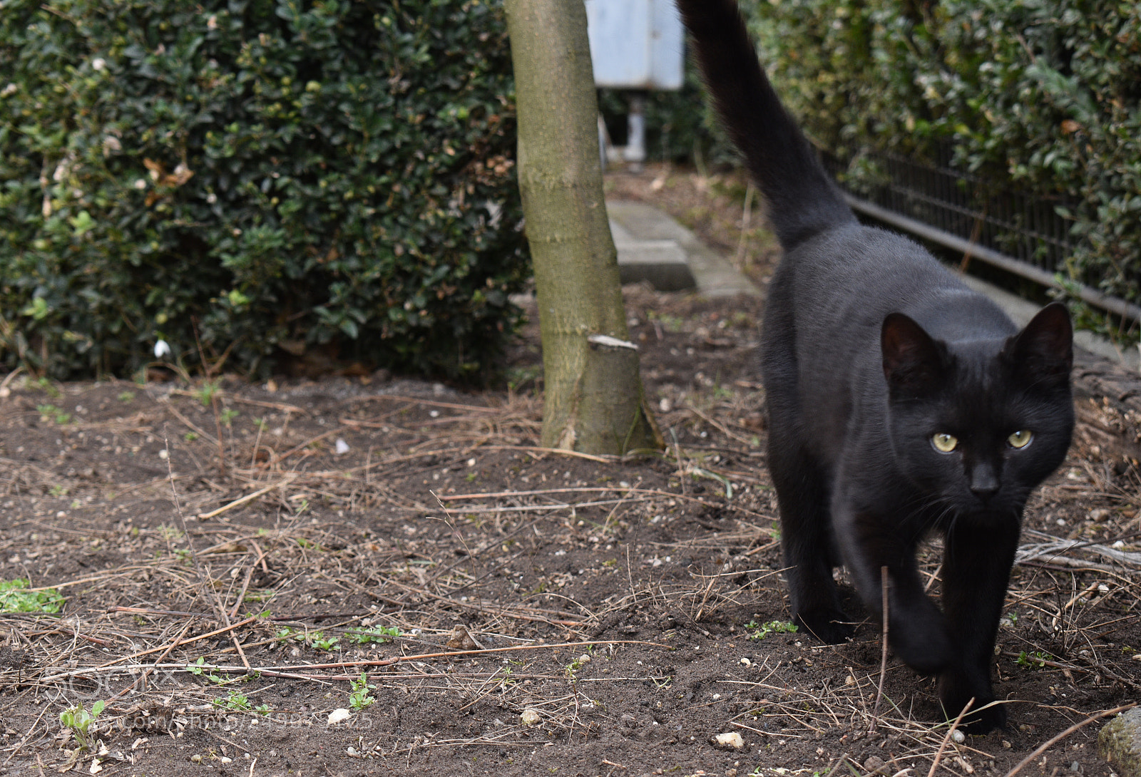 Nikon D5600 sample photo. Black beauty photography