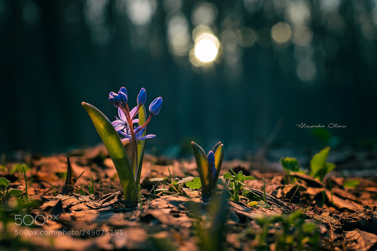 Nikon D5300 sample photo. The spring sunset ? photography