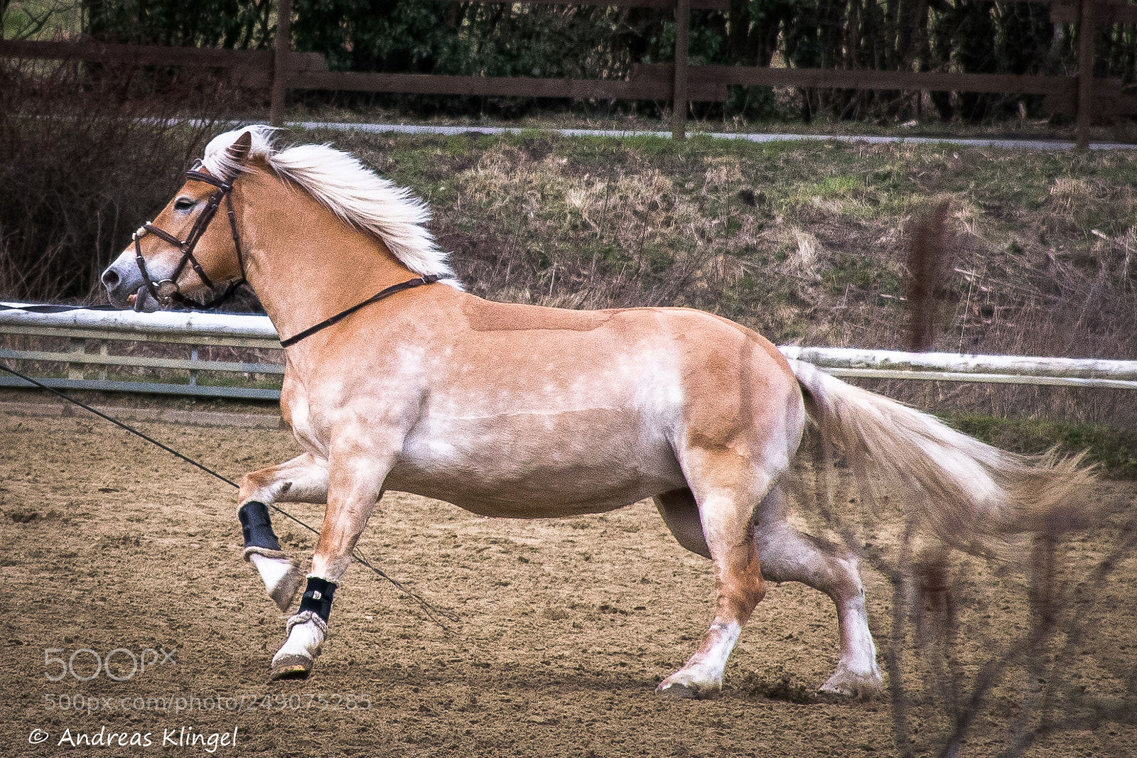 Nikon D5300 sample photo. Horse photography