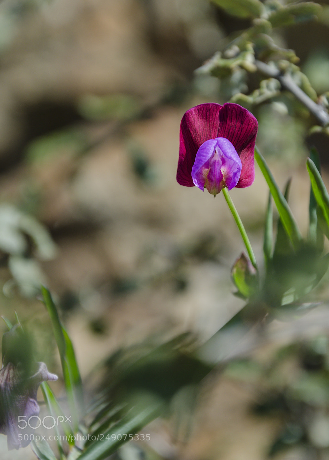 Nikon D7000 sample photo. Spring violet photography