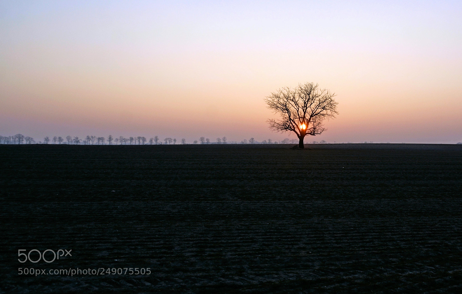 Sony SLT-A77 sample photo. Ardent tree photography
