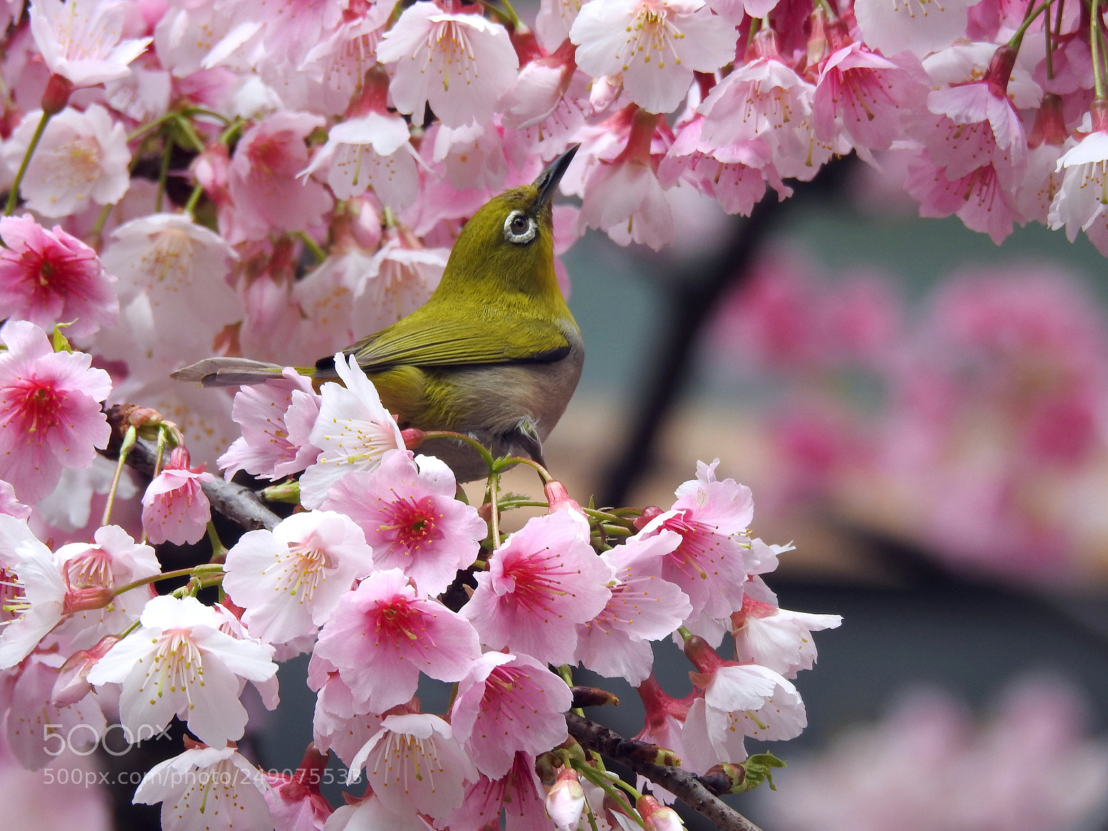Nikon Coolpix P900 sample photo. Cherry blossom and white photography