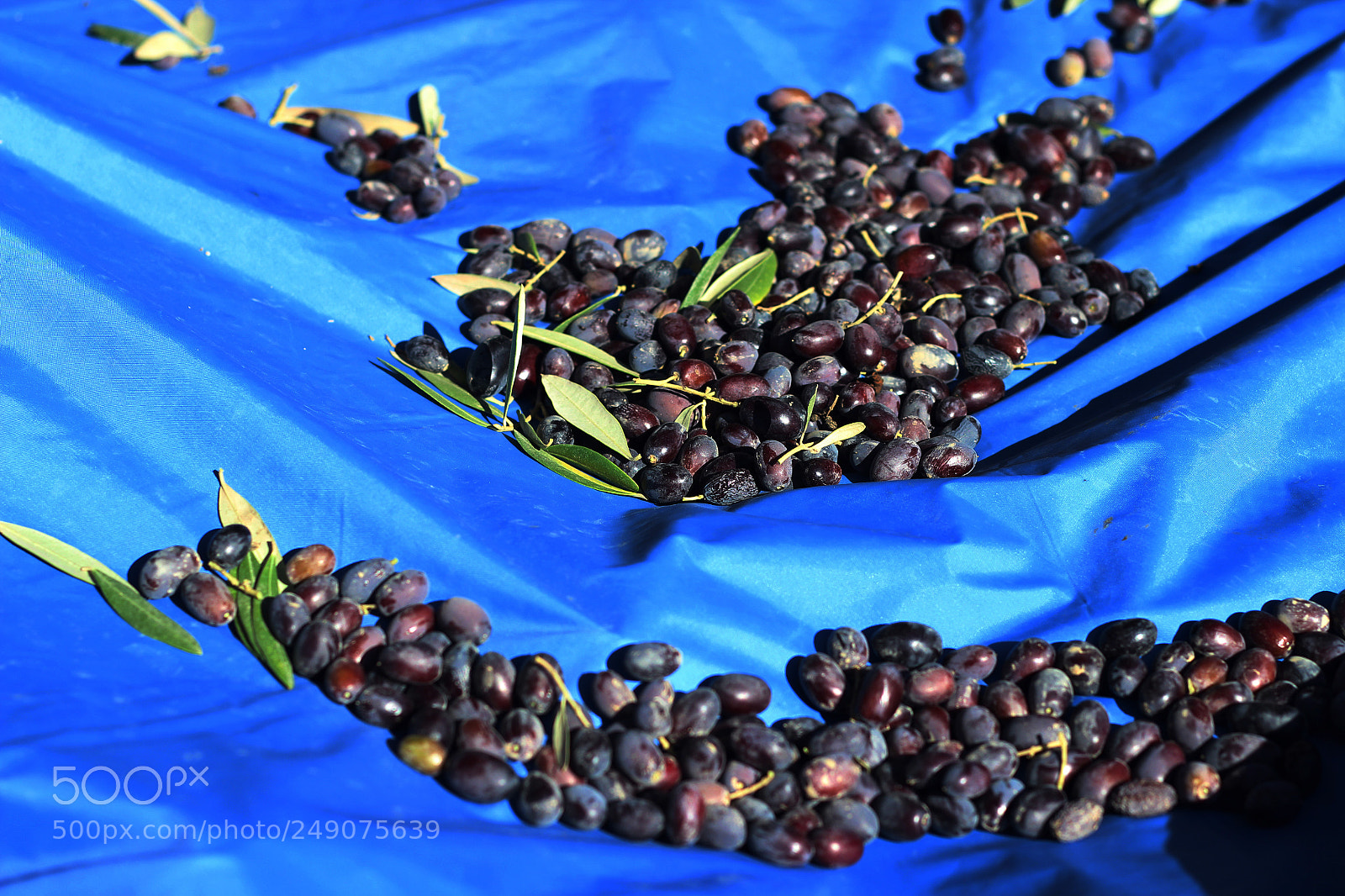 Canon EOS 600D (Rebel EOS T3i / EOS Kiss X5) sample photo. Fresh black olives ♥ photography