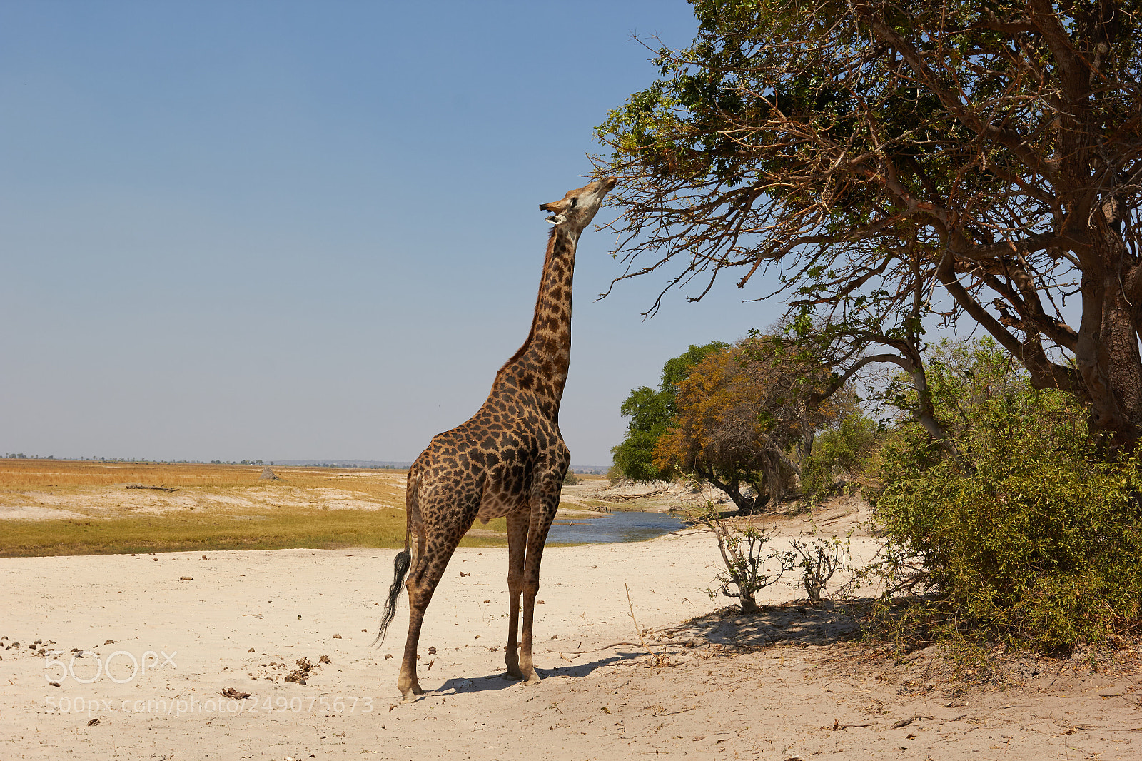 Canon EOS 60D sample photo. Giraffe in the sand photography