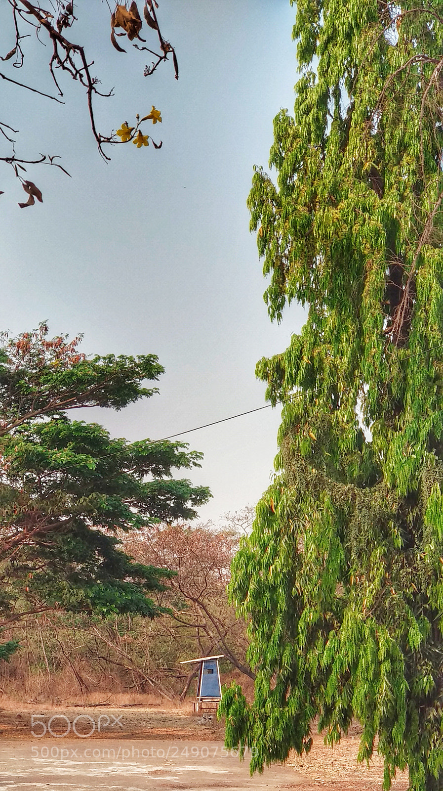 Xiaomi Mi A1 sample photo. Forest guard photography