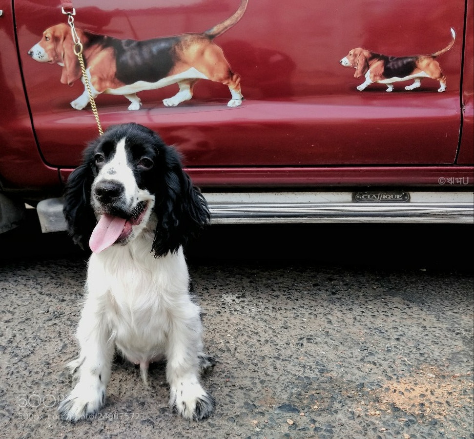 Xiaomi Redmi 4A sample photo. Pups photography