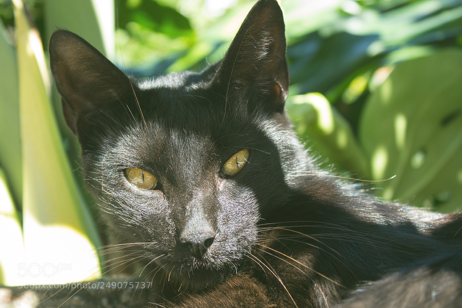Canon EOS 1200D (EOS Rebel T5 / EOS Kiss X70 / EOS Hi) sample photo. Arturo photography