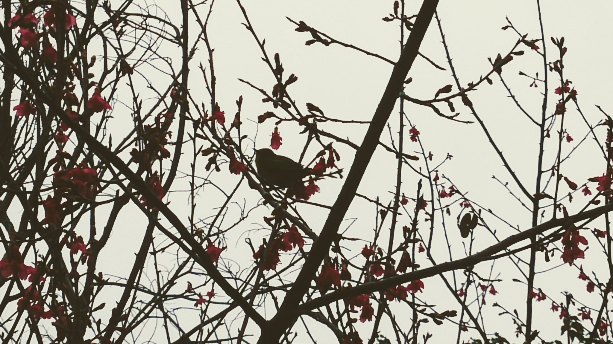 Sony Xperia Z sample photo. A bird photography