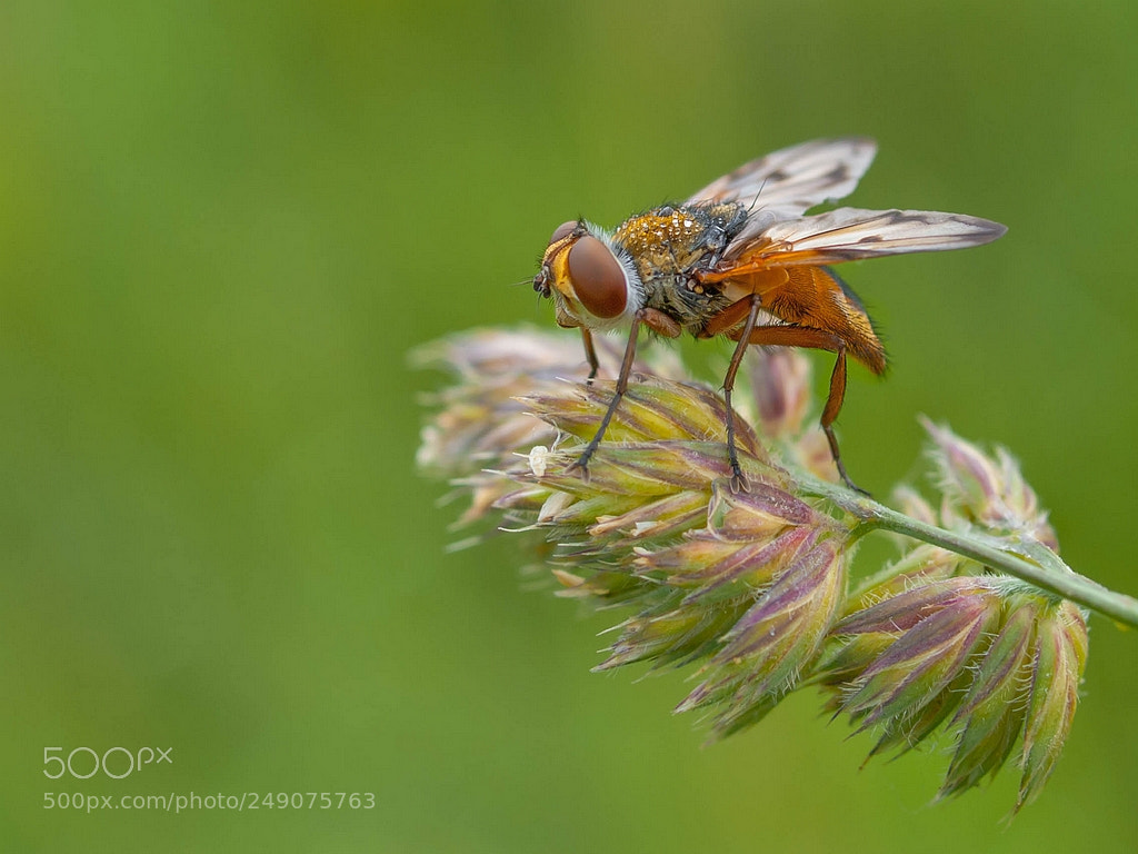Olympus E-3 sample photo. Ectophasia crassipennis photography
