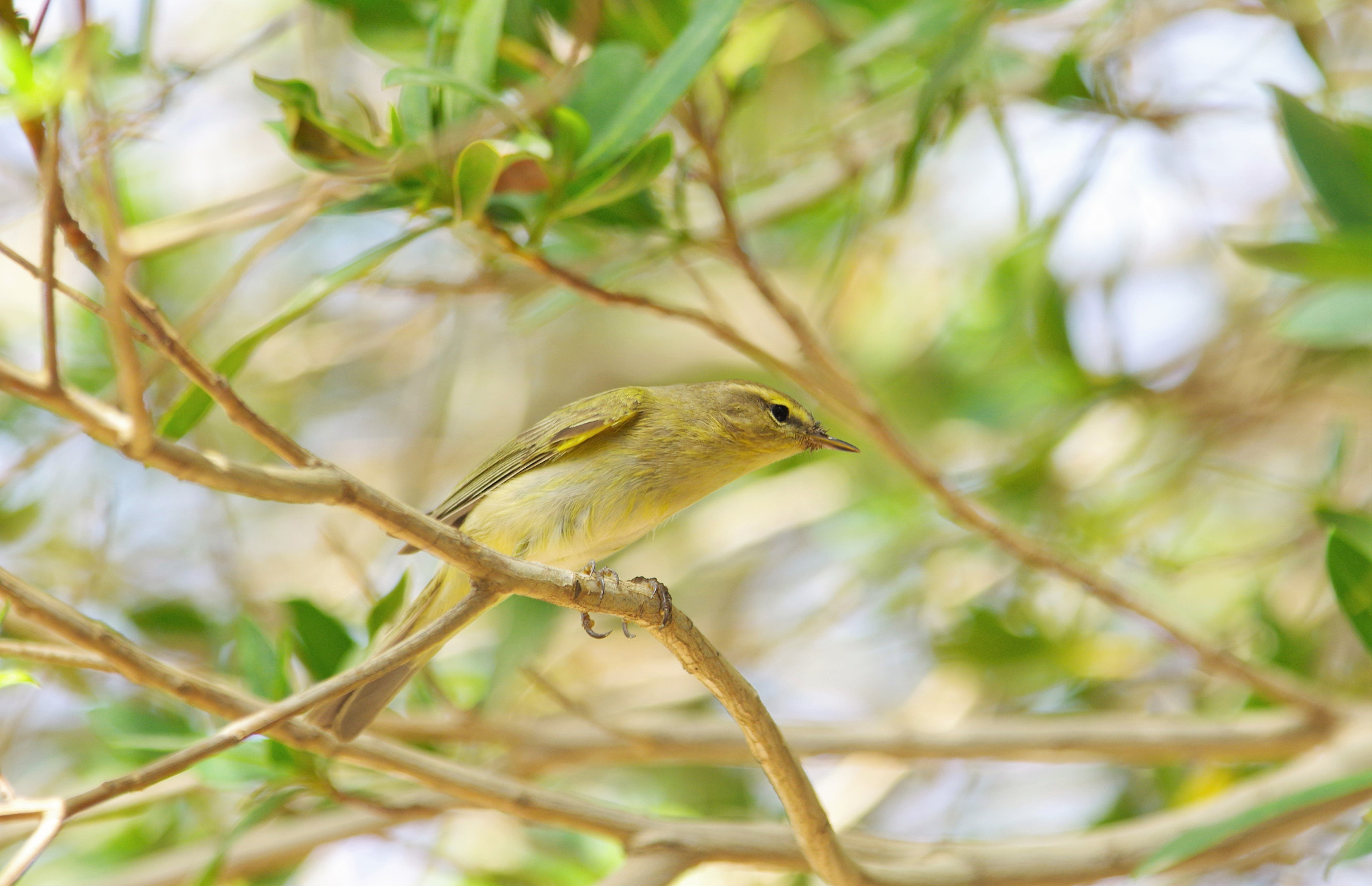 smc PENTAX-F* 300mm F4.5 ED[IF] sample photo