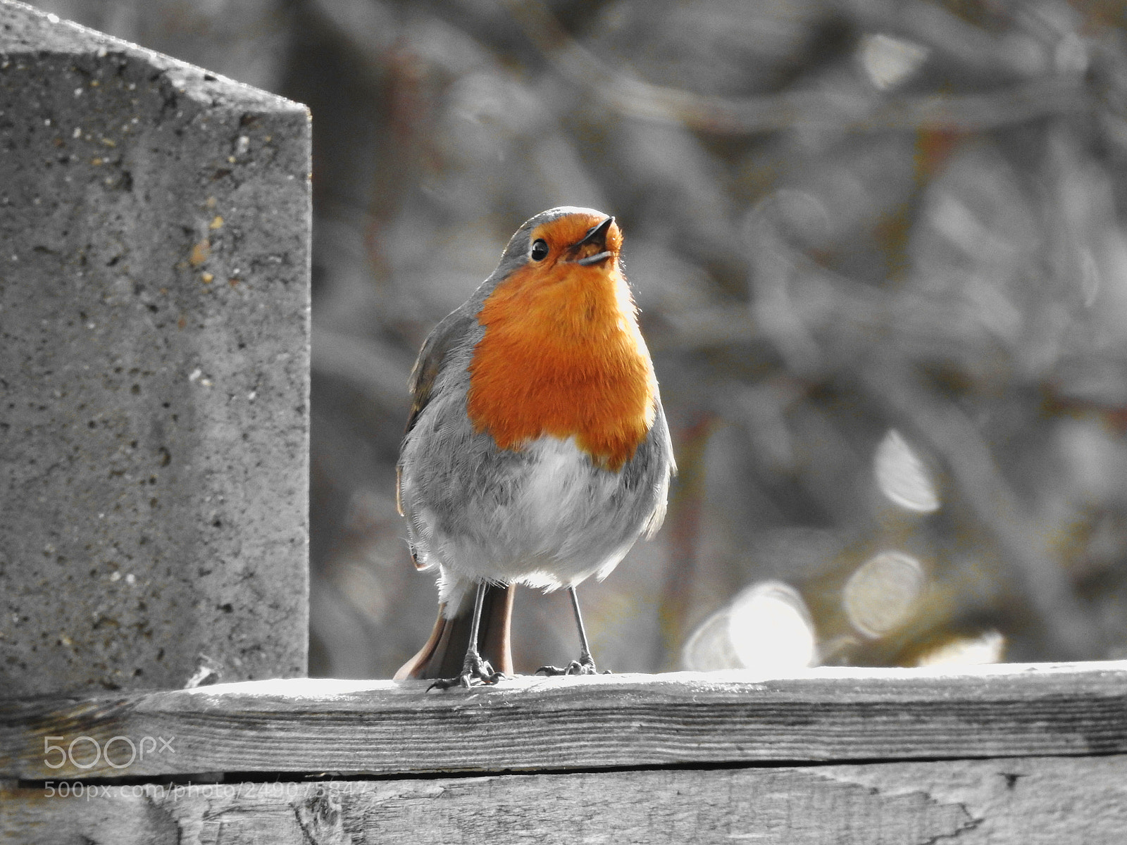 Nikon Coolpix P900 sample photo. Robin redbreast photography