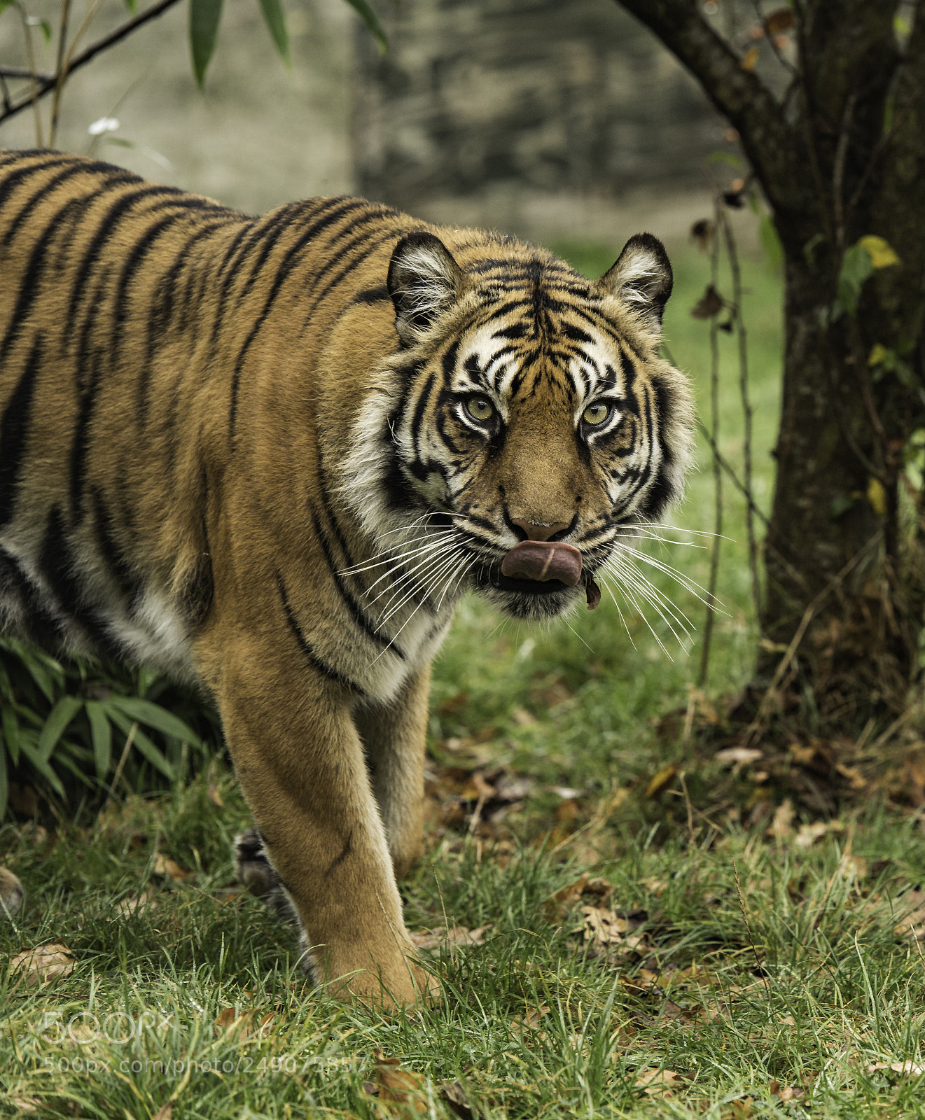 Nikon D5 sample photo. Tiger series photography