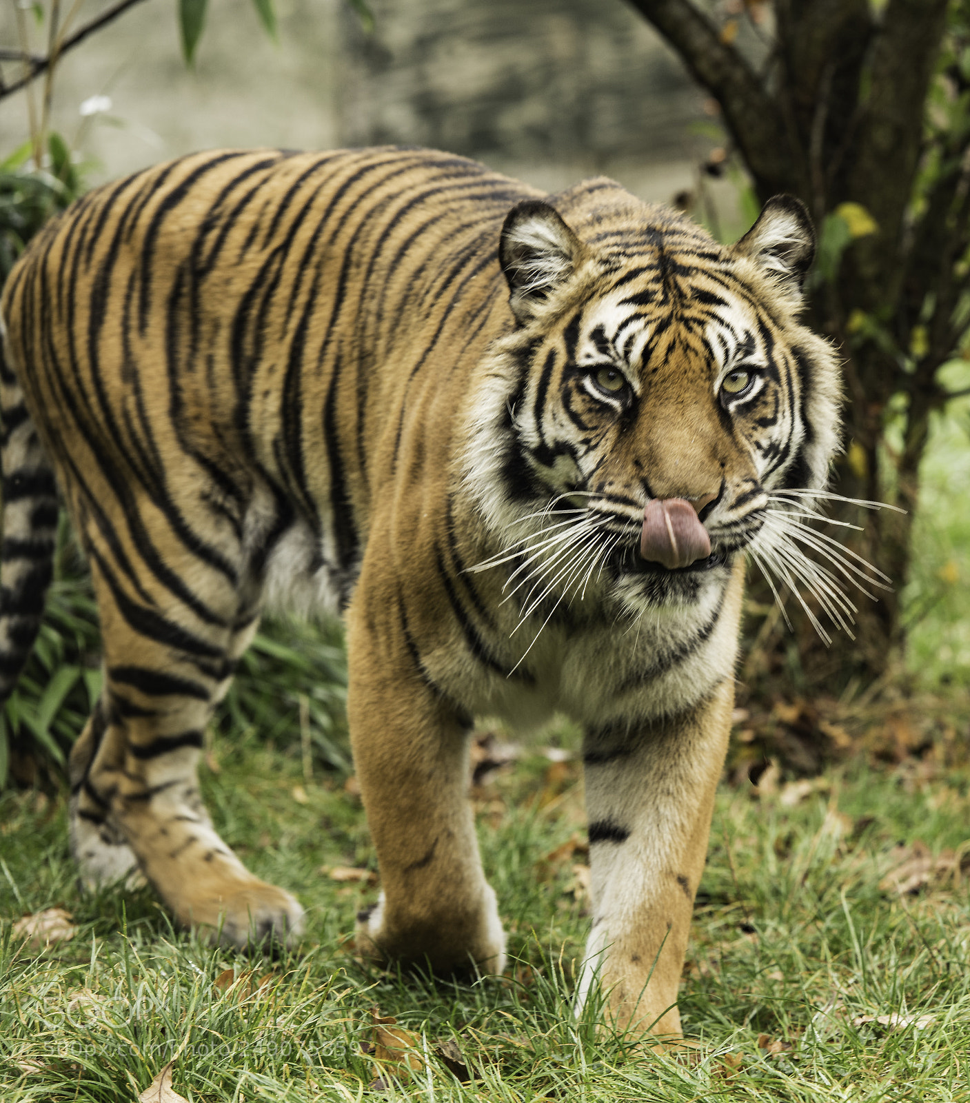 Nikon D5 sample photo. Tiger series photography